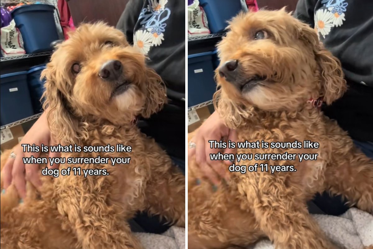 Senior dog surrendered