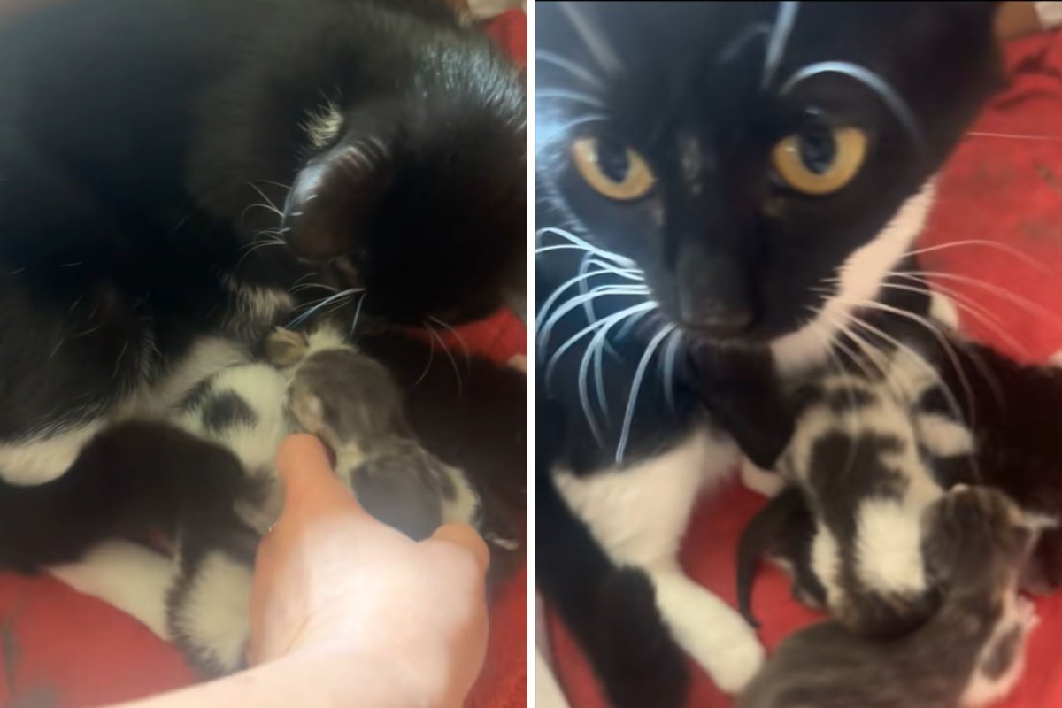 Owner finds mouse with cats