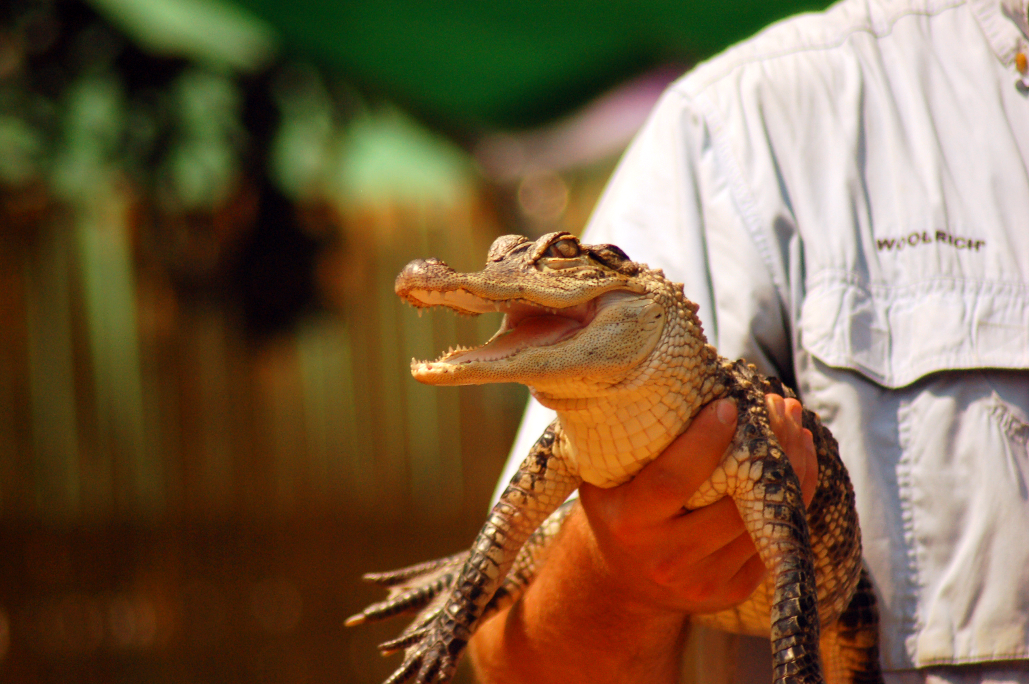 Emotional Support Alligator Banned From Pennsylvania Walmart