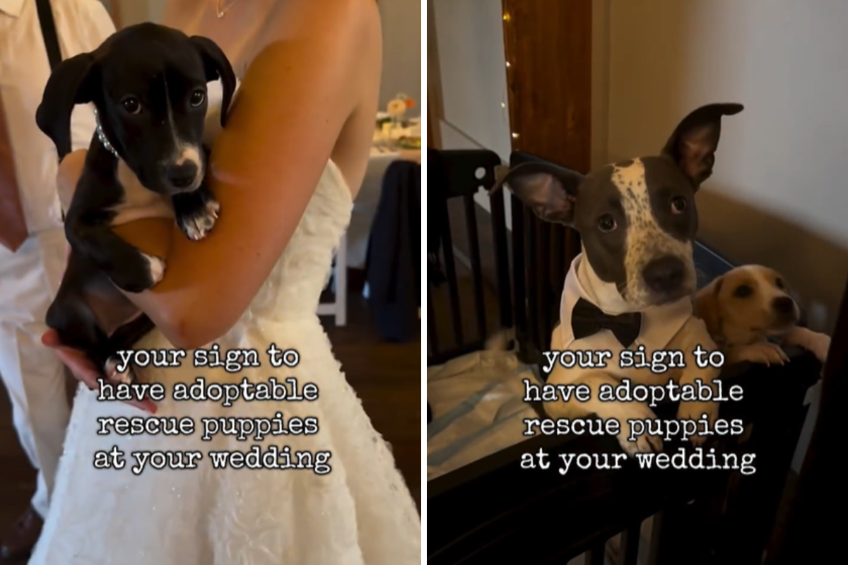 bride holding rescue puppy