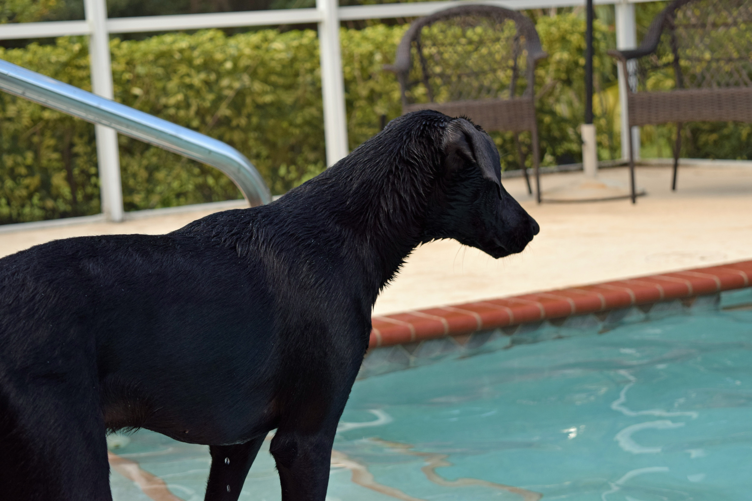 Dog Siblings Setting Sail in Backyard Pool&mdash;Internet Cant Get Enough