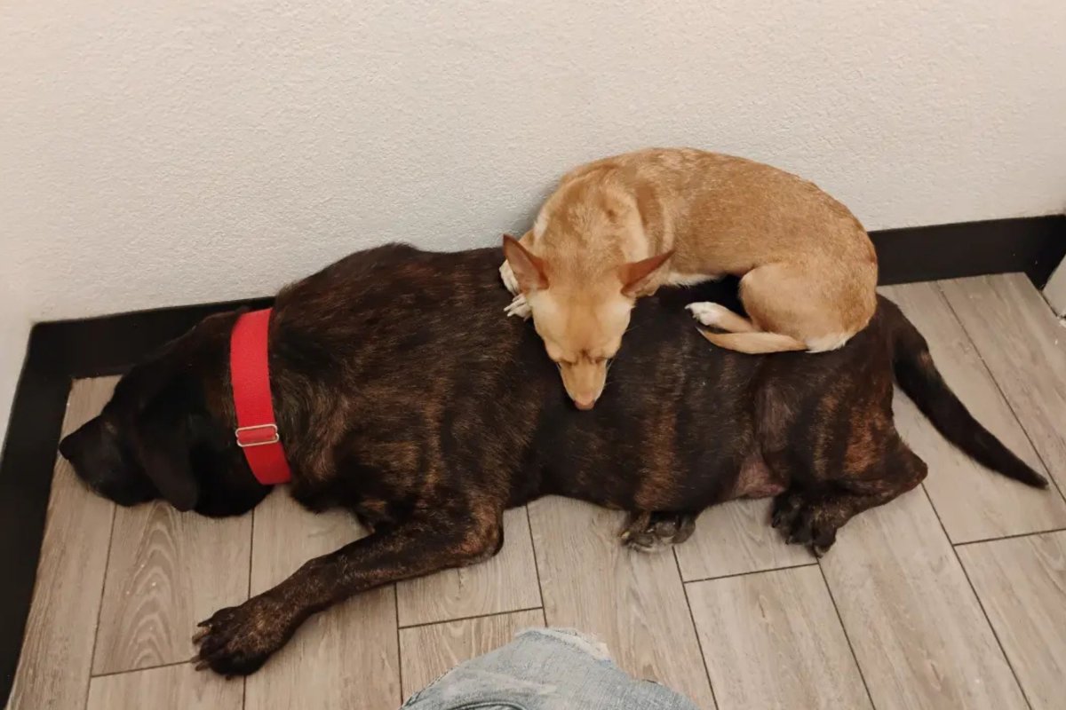 Chihuua dorme sopra i fratelli del cane
