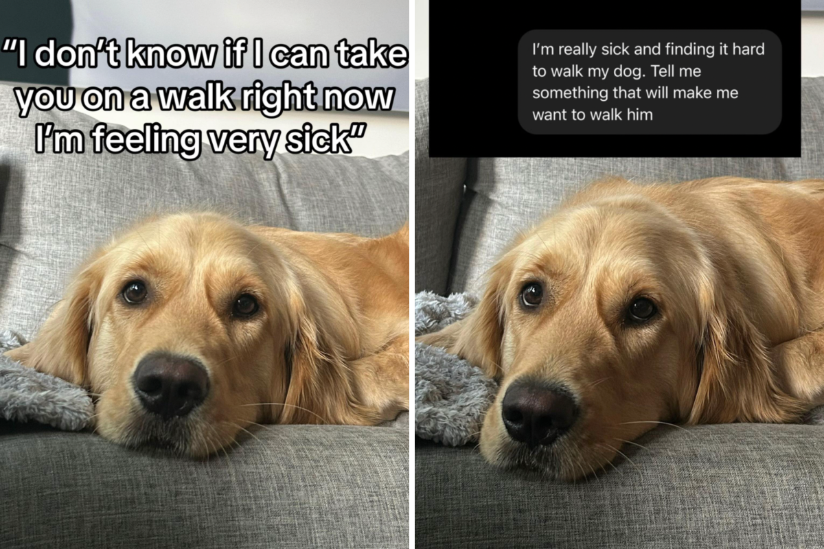 金獵犬的照片。 