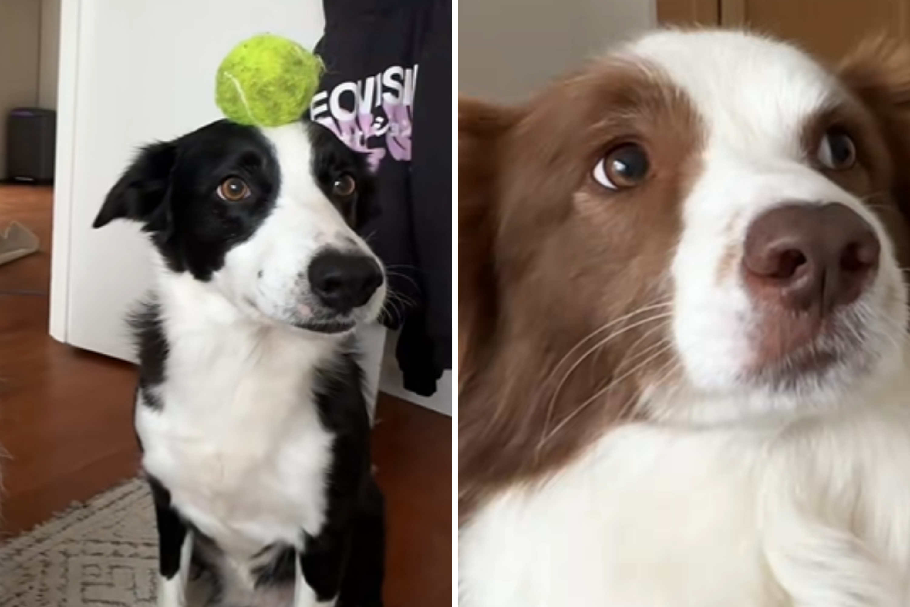 Hysterics Over Border Collie Copying Siblings Trick but Theres 1 Problem