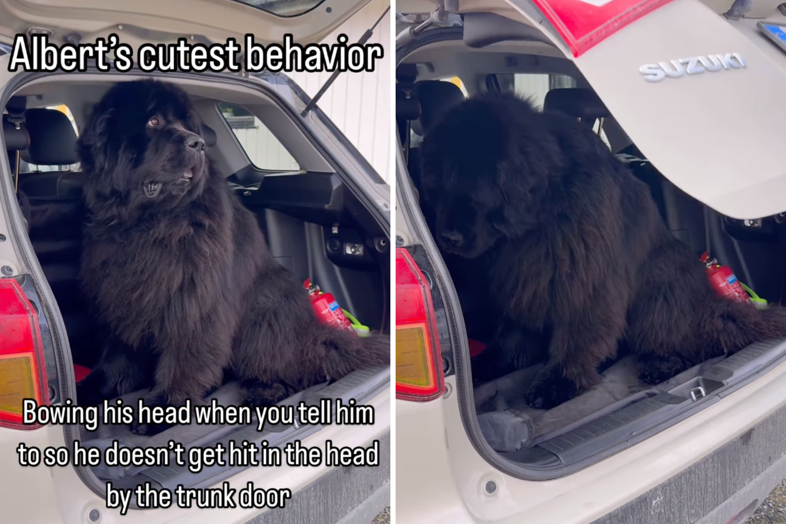 Newfoundland Warned About Trunk Closing— What He Does Next Is Priceless