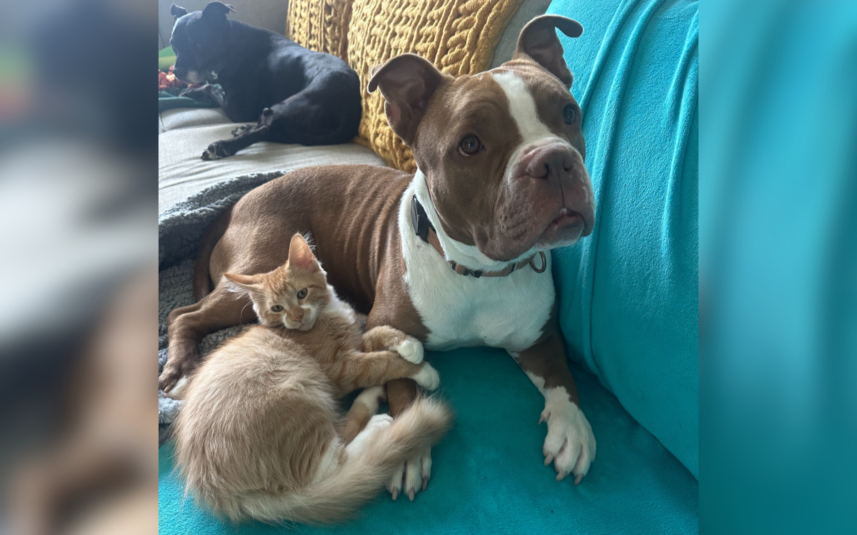 A dog and kitten cuddled together.