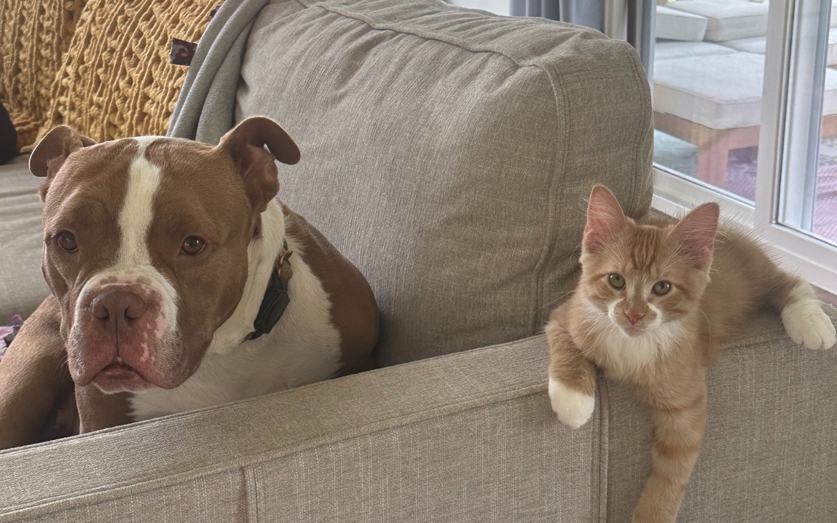A kitten and her dog friend.