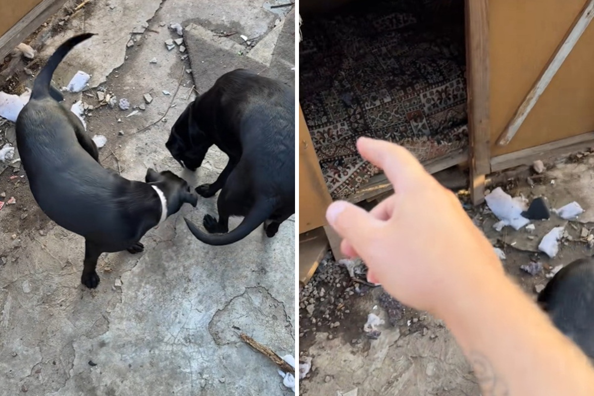狗