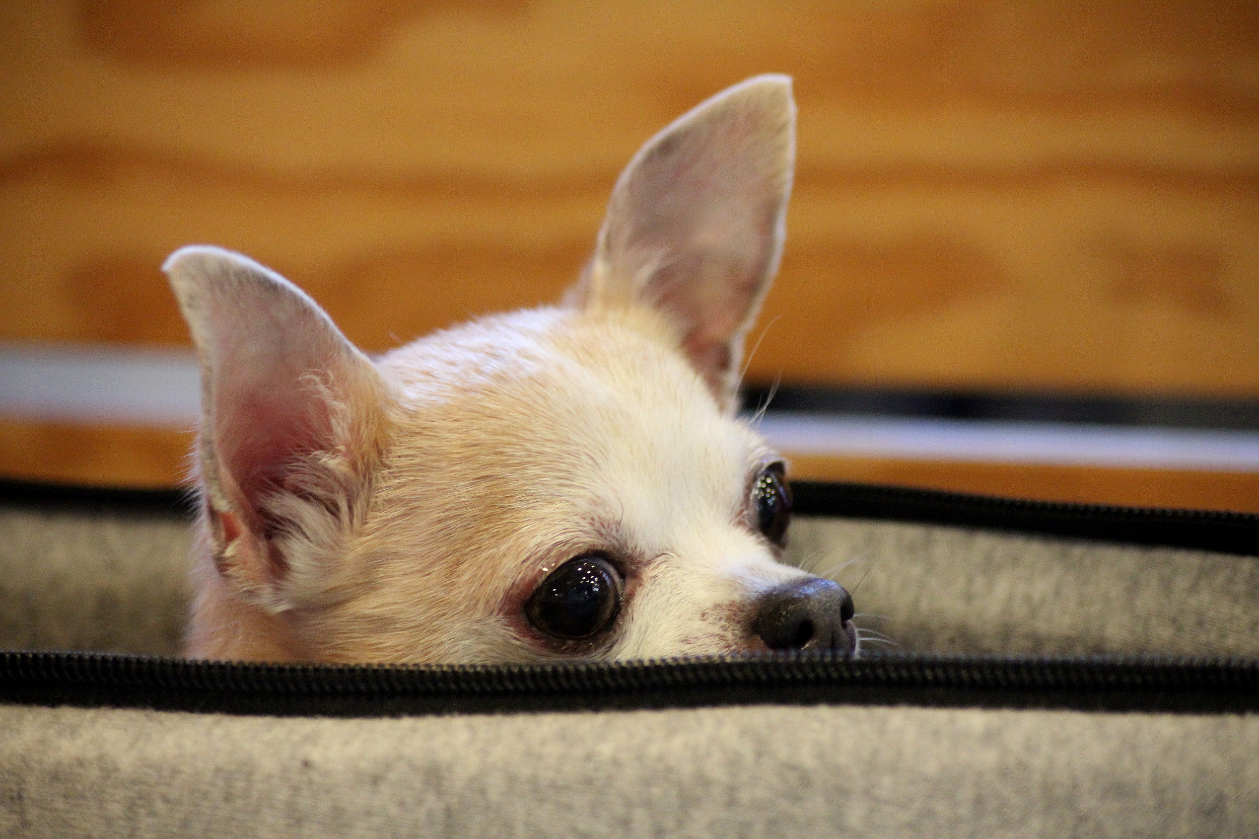 Chihuahua Realizes Owner Is Packing for Holiday—Makes Feelings Very Clear