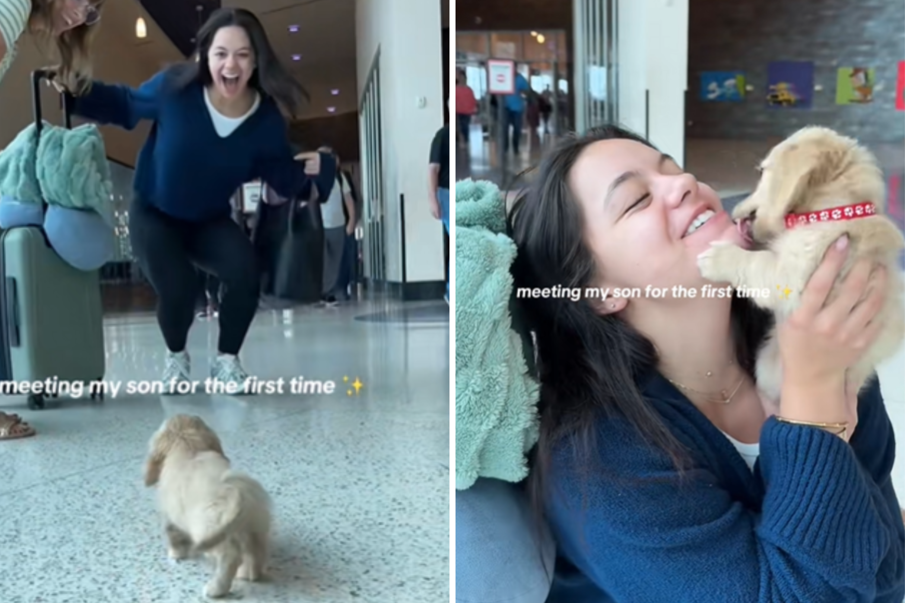 Owner Can't Cope With Moment Puppy Realizes He's Meeting His New Mom