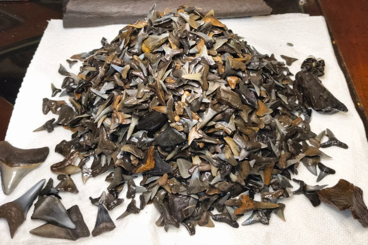 Man Wades Through Florida River, Discovers Pile of Fossilized Shark Teeth