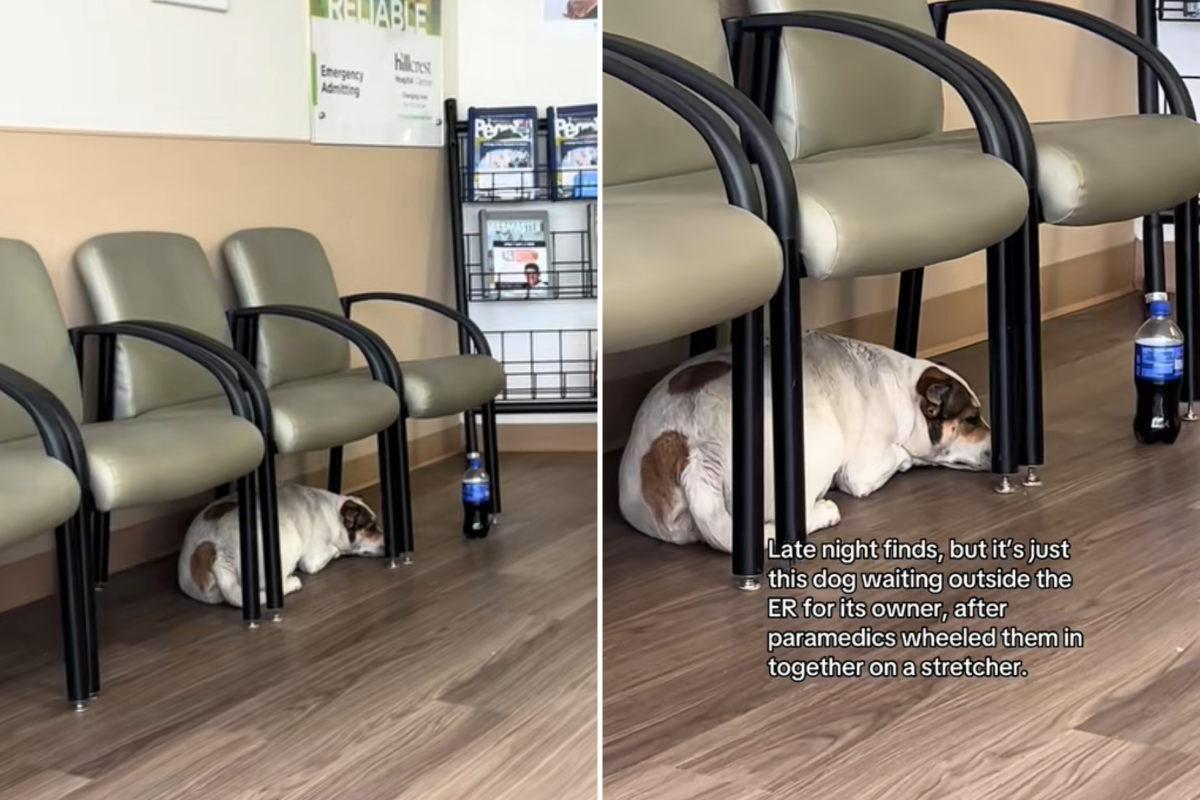 Dog waiting for owner