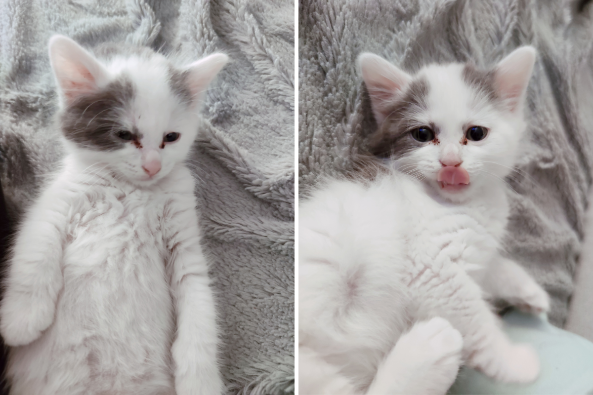 Kitten Returned After Just 3 Hours—Reason Leaves Internet in Tears
