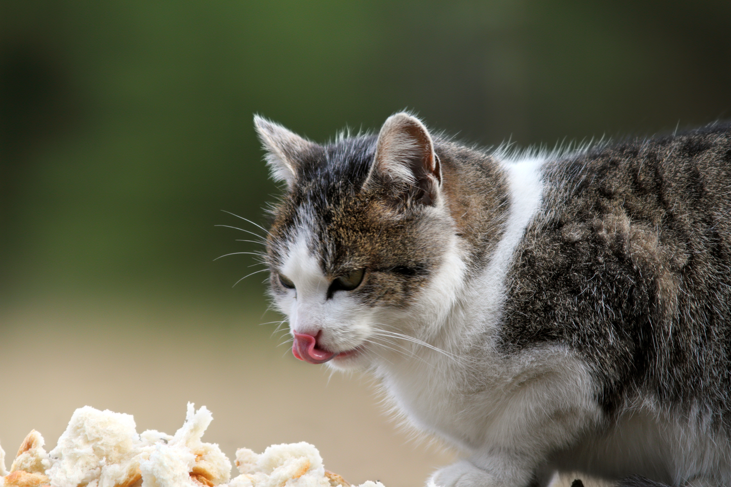 Woman Films Stray Cat Hunting for Food, Then Life Changes in an Instant