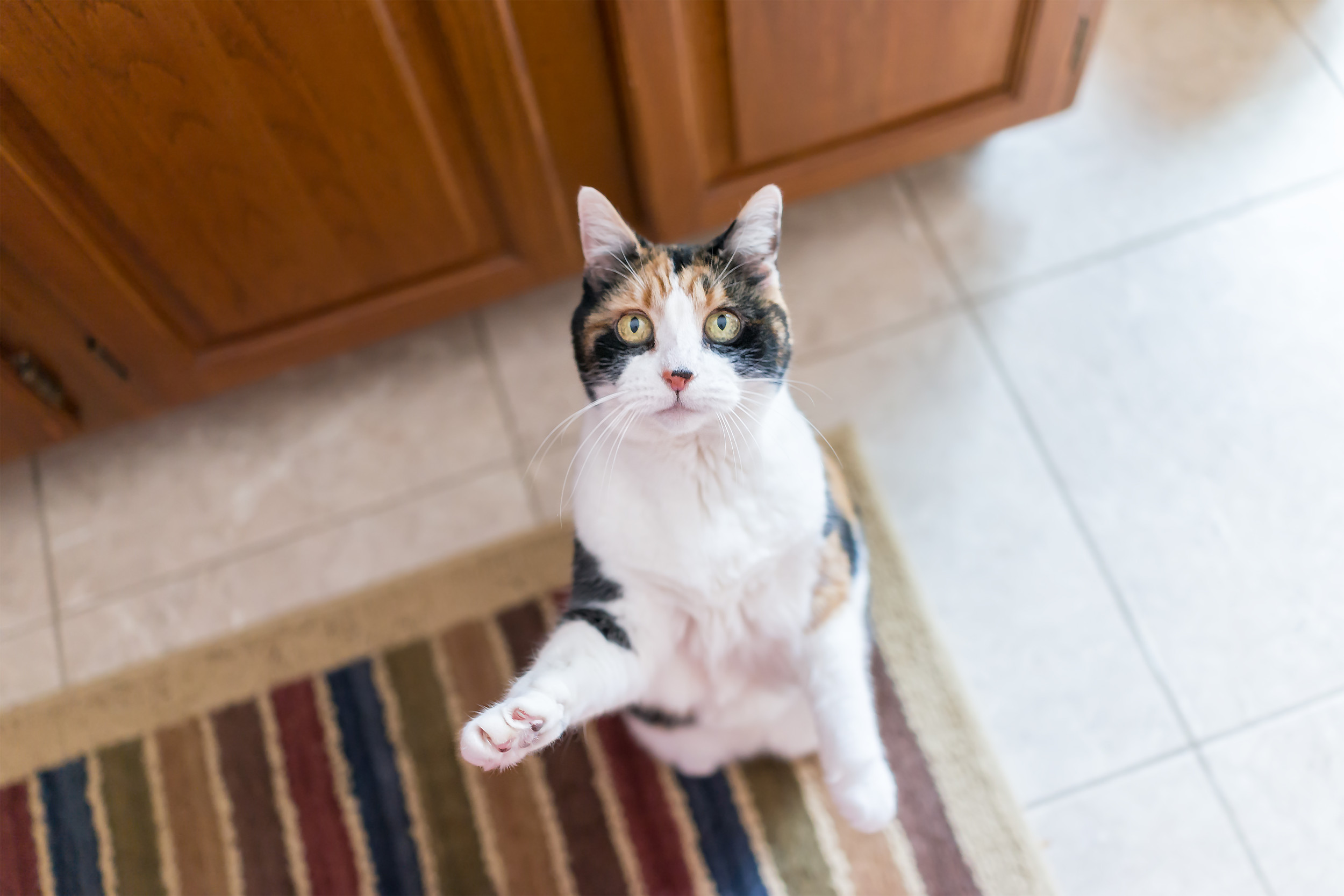 Cat's Reaction When Dinner Is Just One Minute Late Has Internet in Stitches