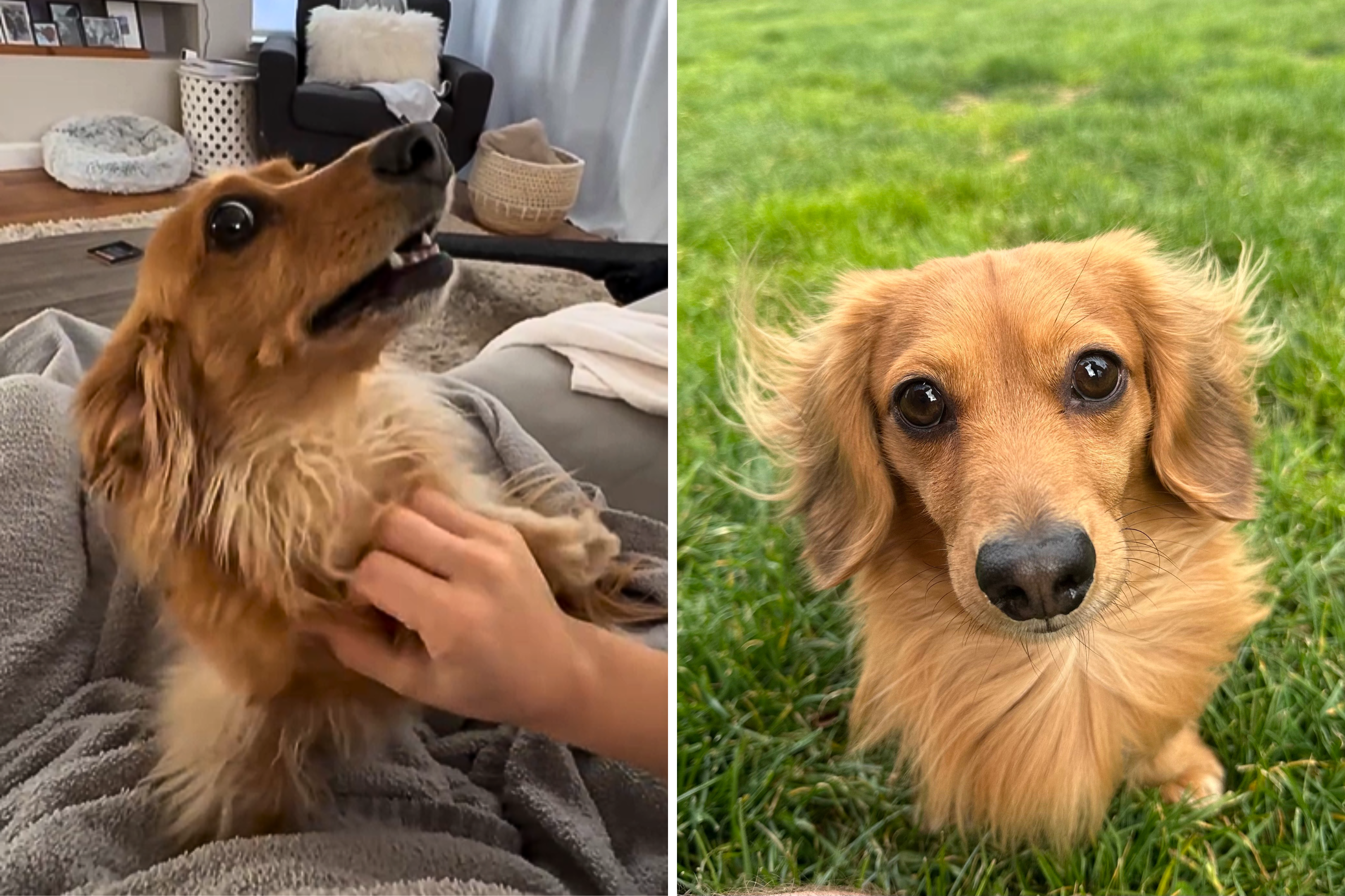 Dachshund's Way of Greeting Owner After Doggy Day Care Melts Hearts: 'Joy'