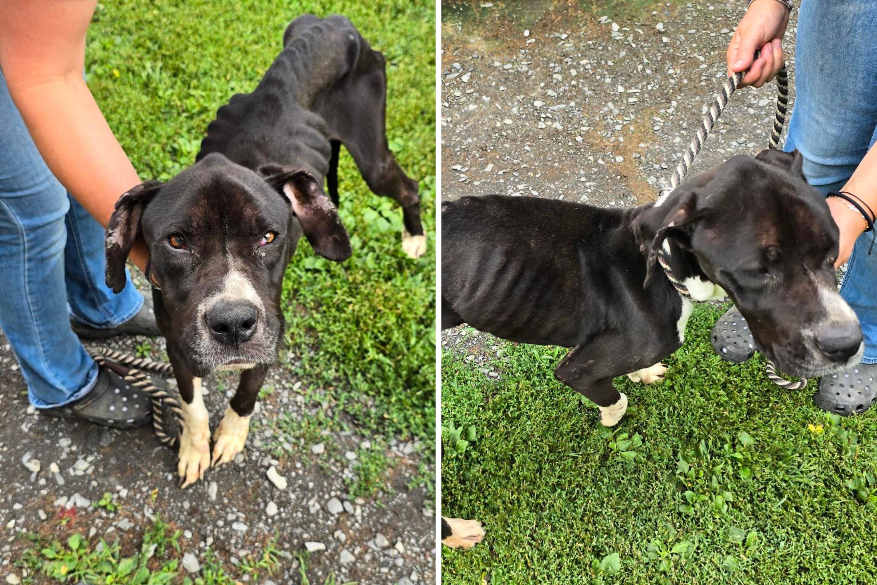 Rescuers Have Message for Owner Who Dumped Dog in Heartbreaking Condition