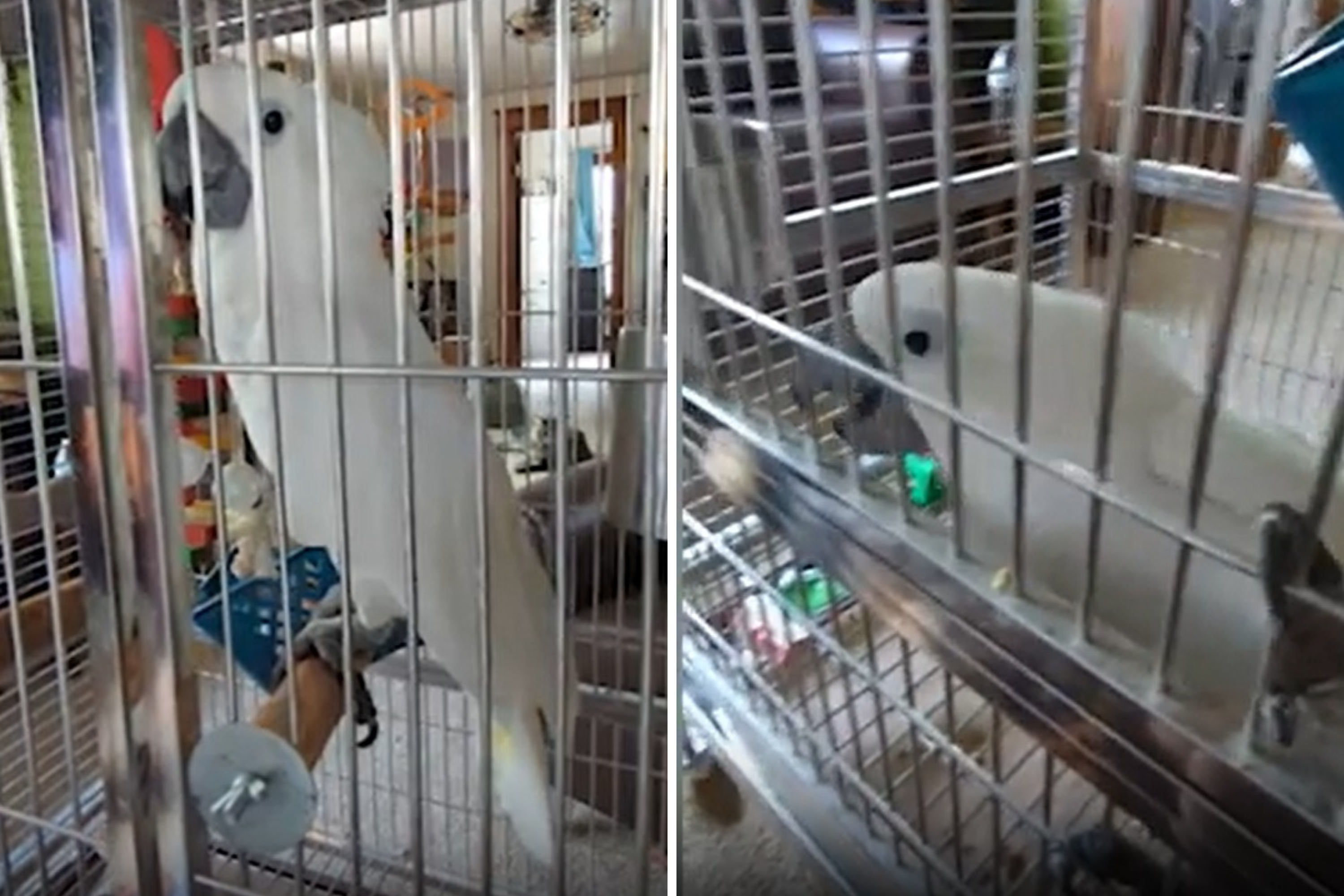 Cockatoo Bites Owner, Hysterics at What He Says Next: 'Very Smart'