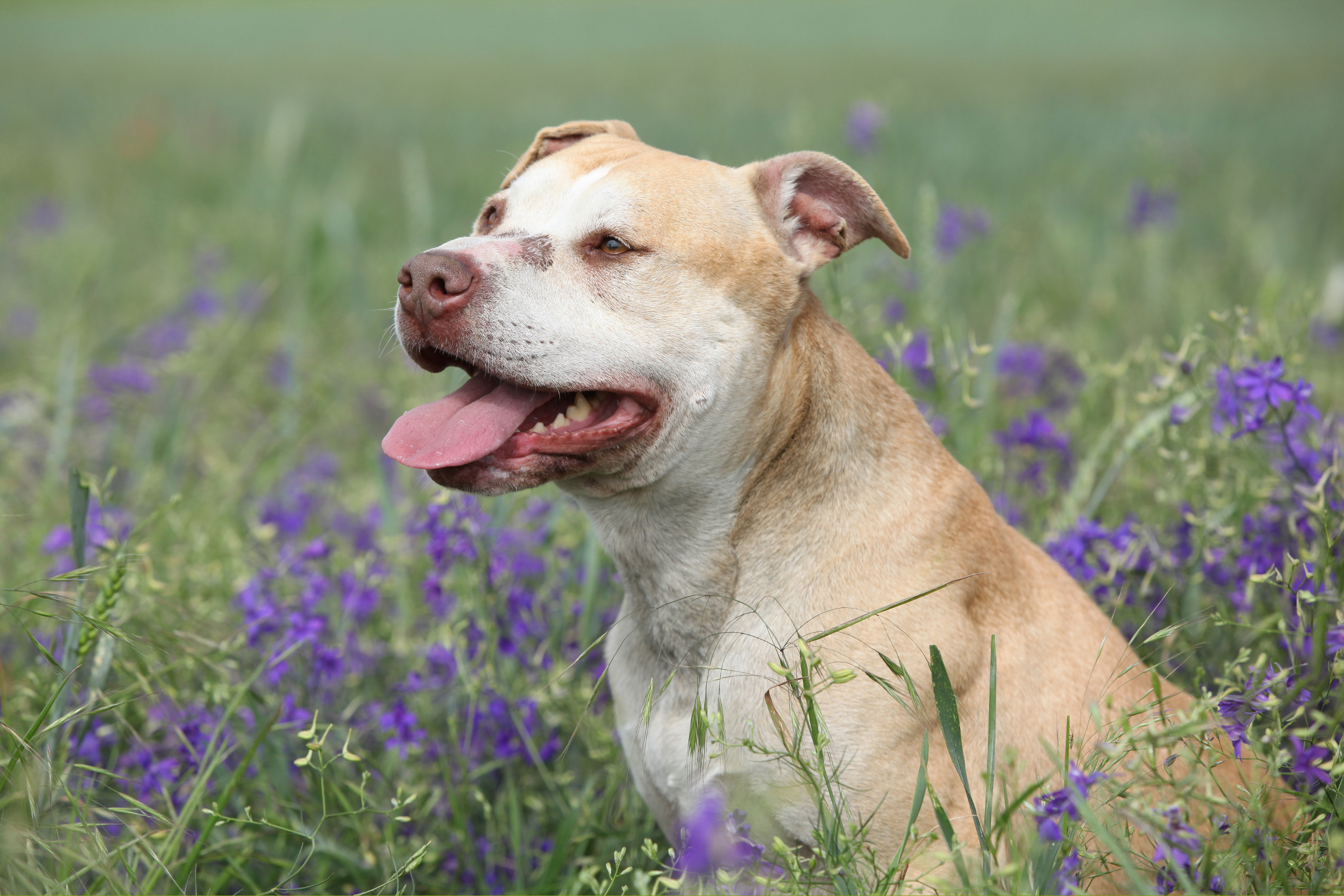 Owners DNA-Test Rescue Dog To Check Breed—Reveals Something No One Expected