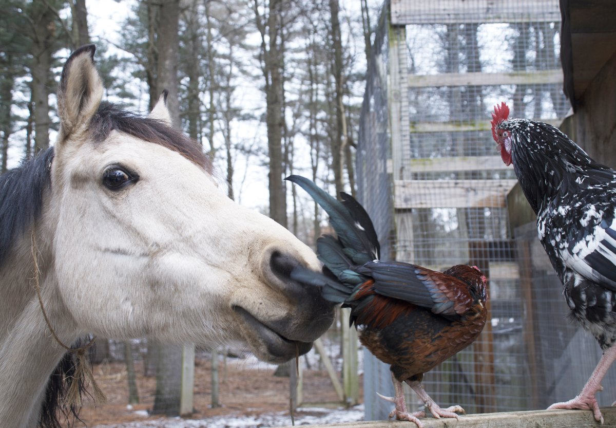 Horse and chickens