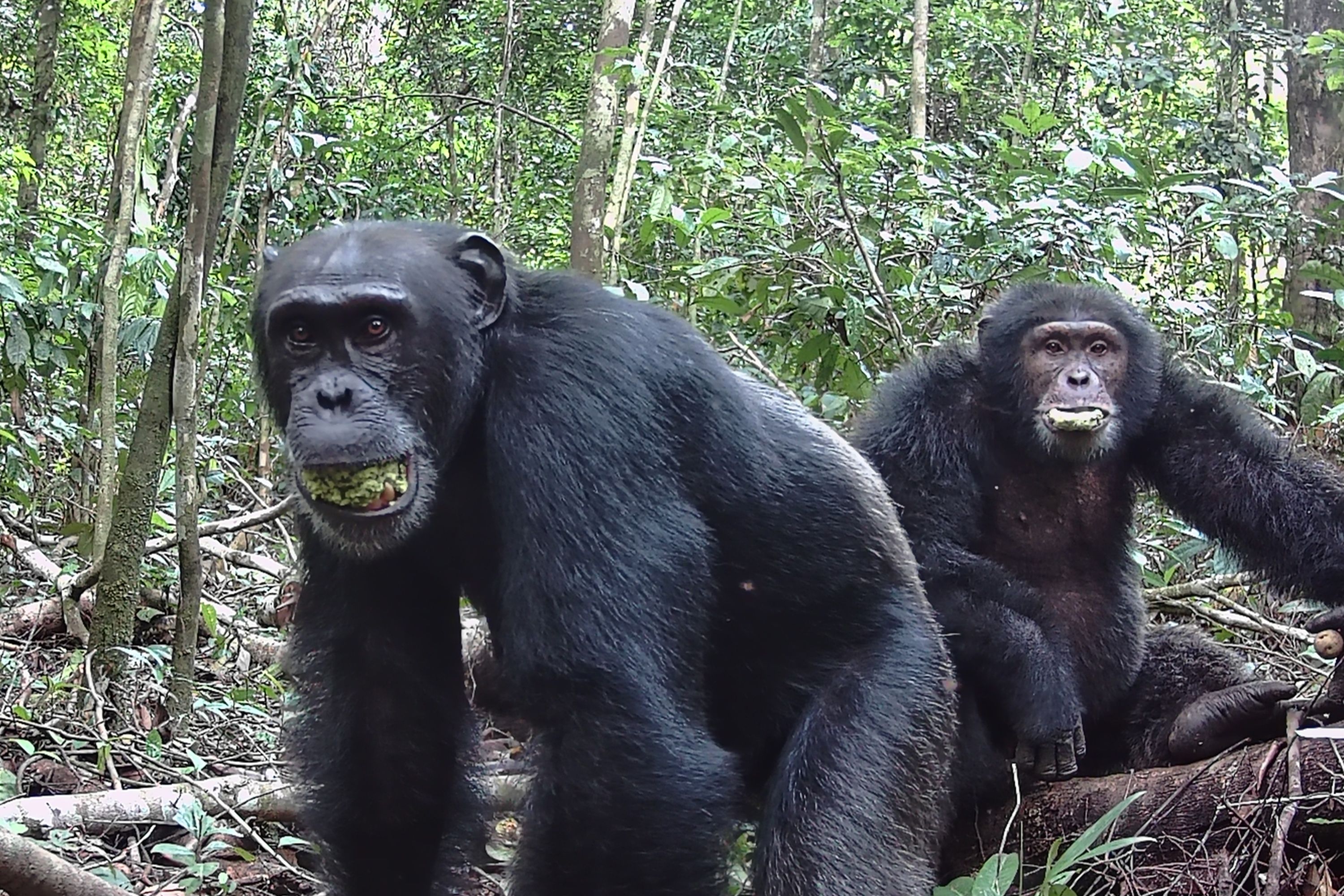 Chimps Alcohol Intake Revealed in Boost for Drunken Monkey Hypothesis