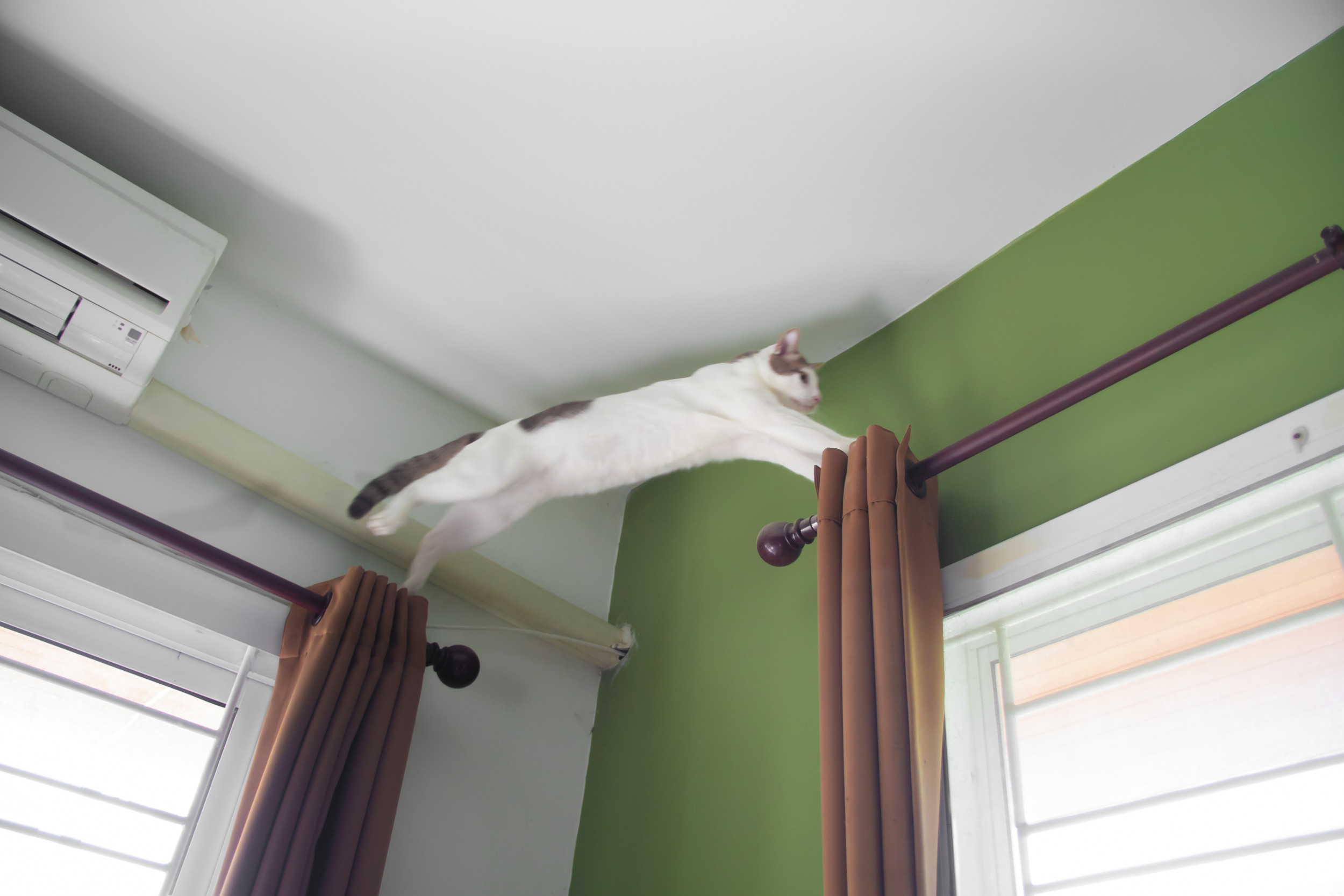 Owner Checks Pet Cam at 3AM—What Her Cat's Doing Leaves Her Speechless