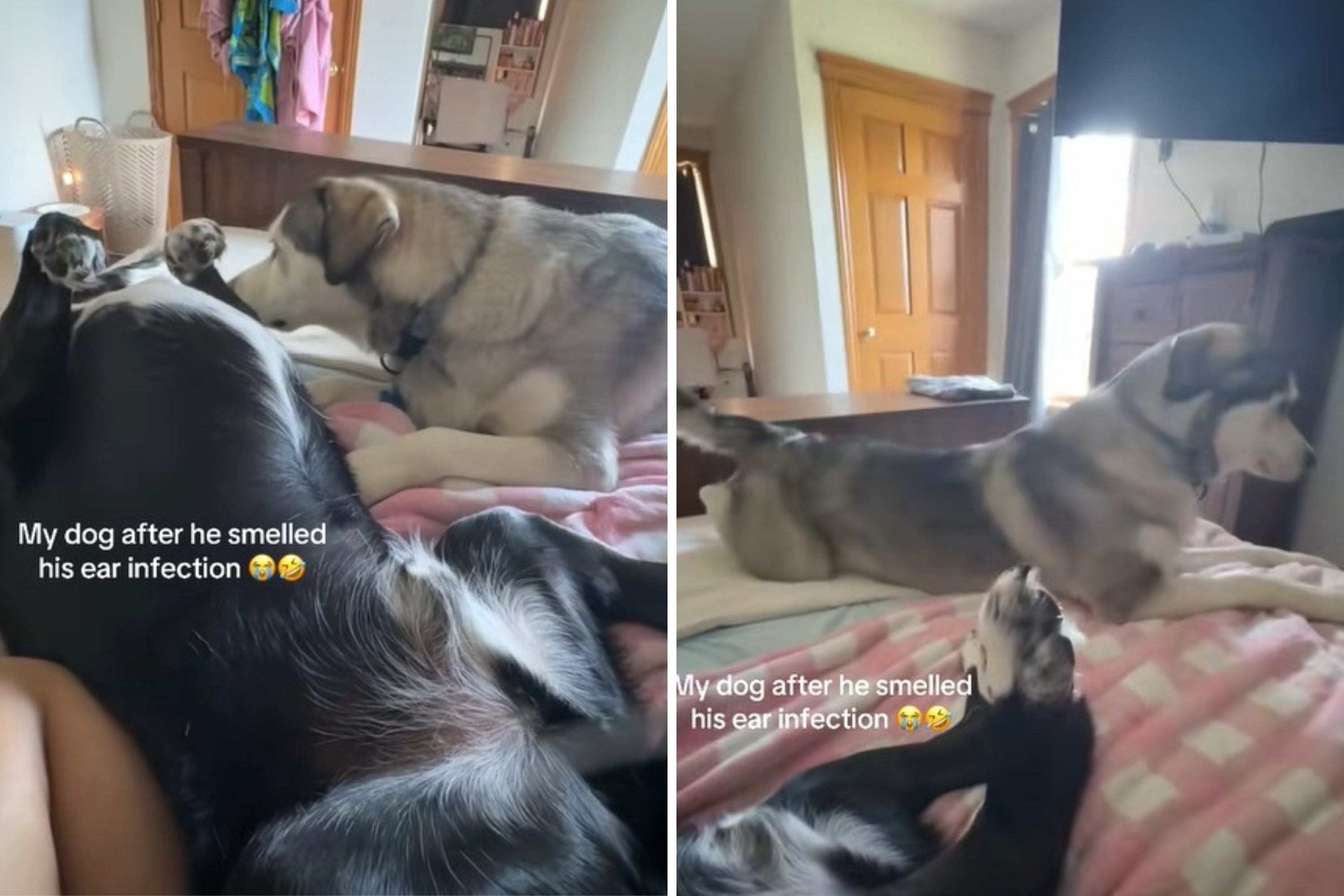 Hysterics Over Dog's Reaction to Smelling Sibling's Ear: 'Get That Checked'
