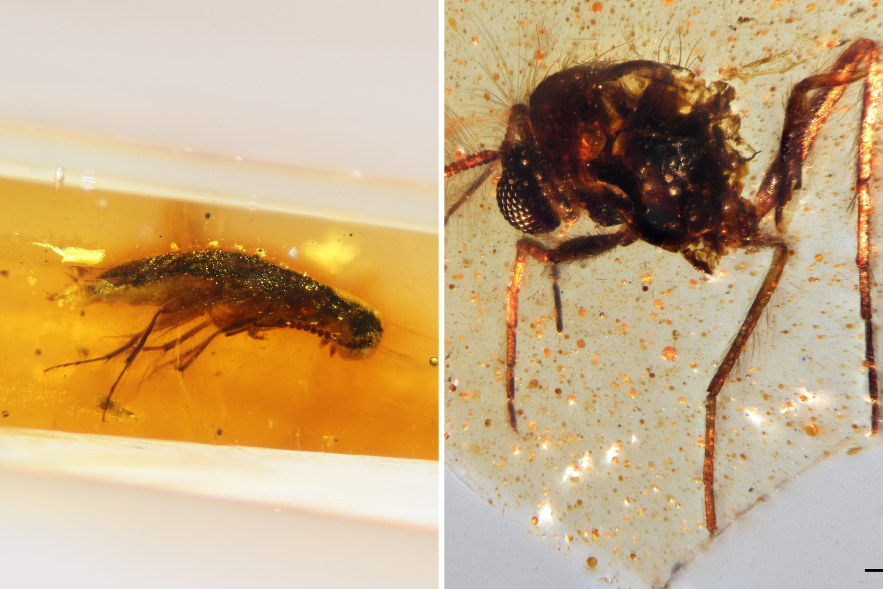 South American Amber Discovery Opens Window to 112-Million-Year-Old Forest