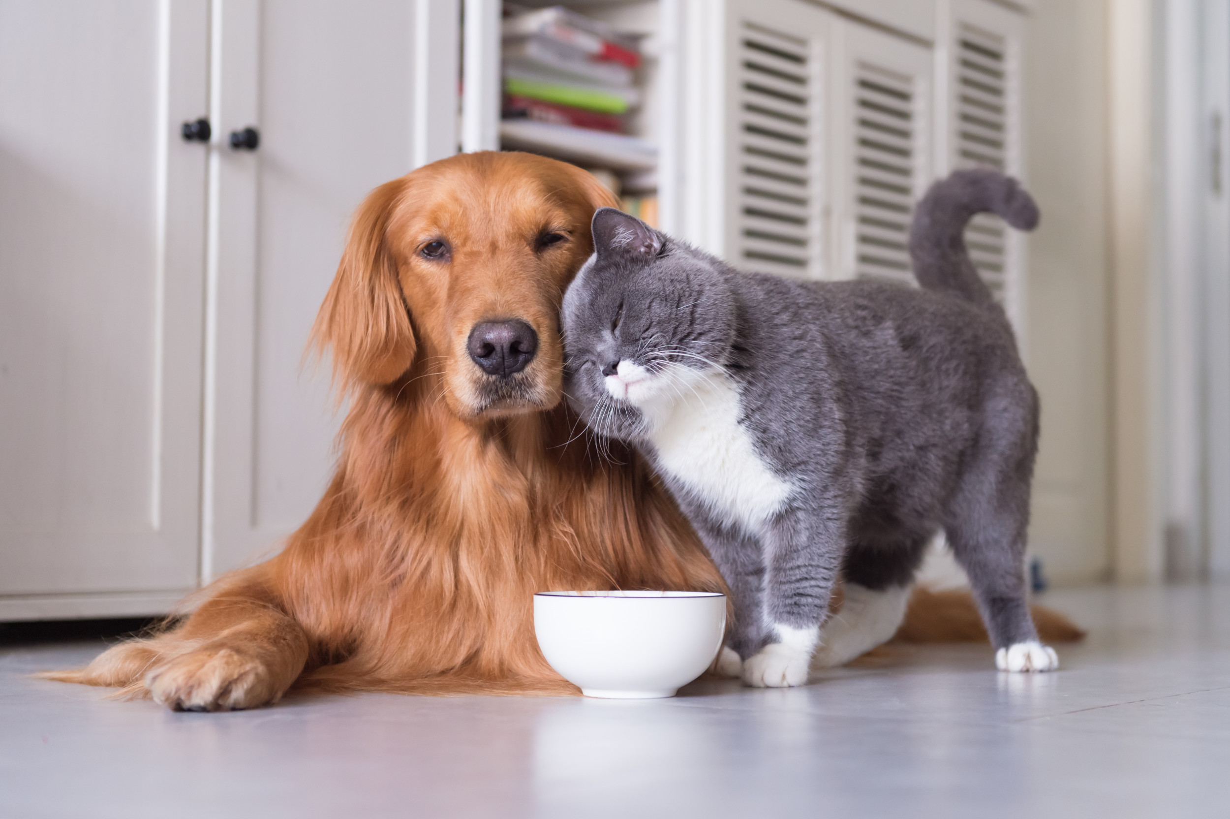 Golden Retrievers Relationship With Cat Sibling Melts Hearts Online Golden Retrievers Relationship With Cat Sibling Melts Hearts Online