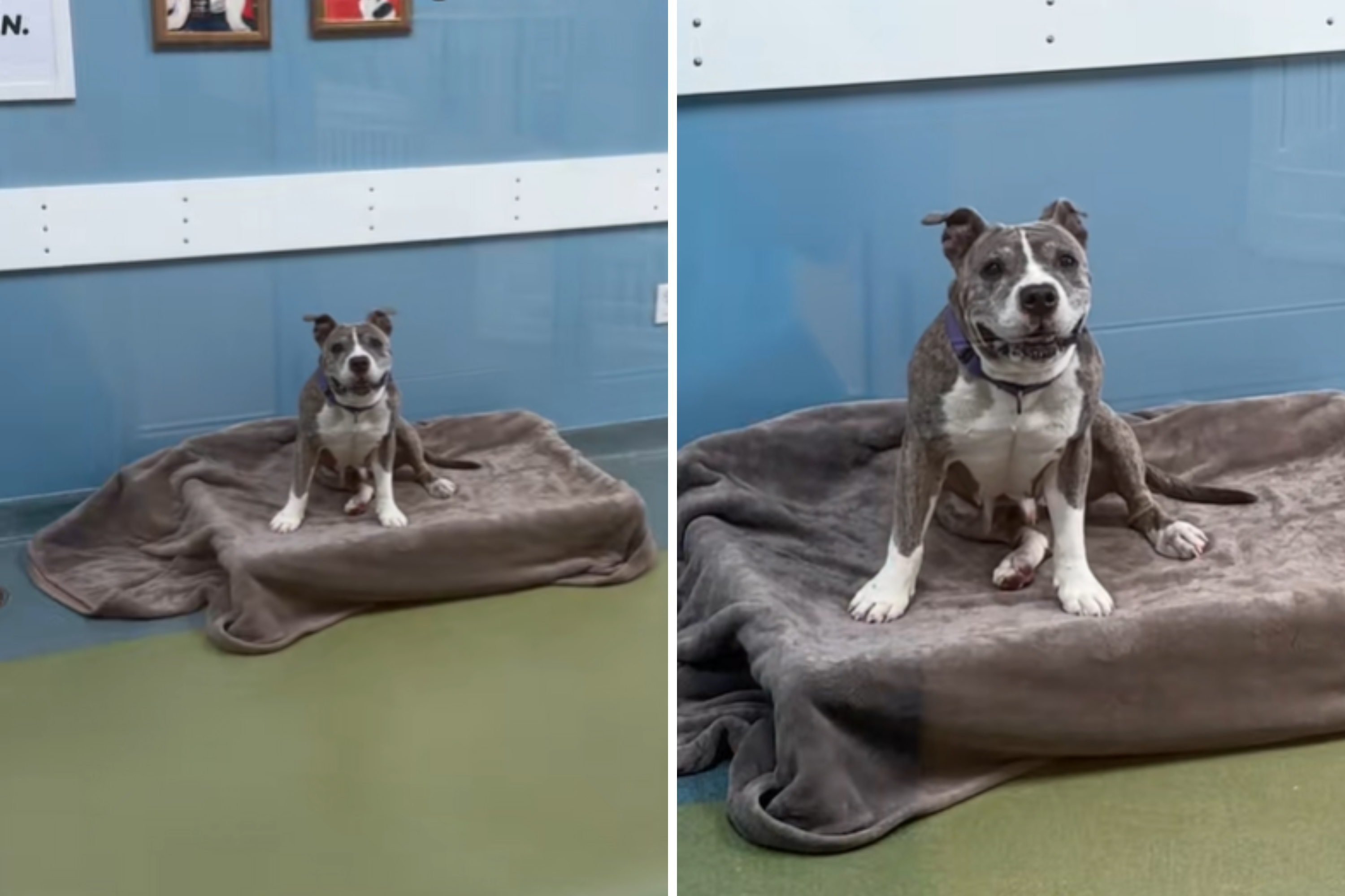Dog 'Smiles' at Everyone Who Visits the Shelter—Still No One Adopts Her