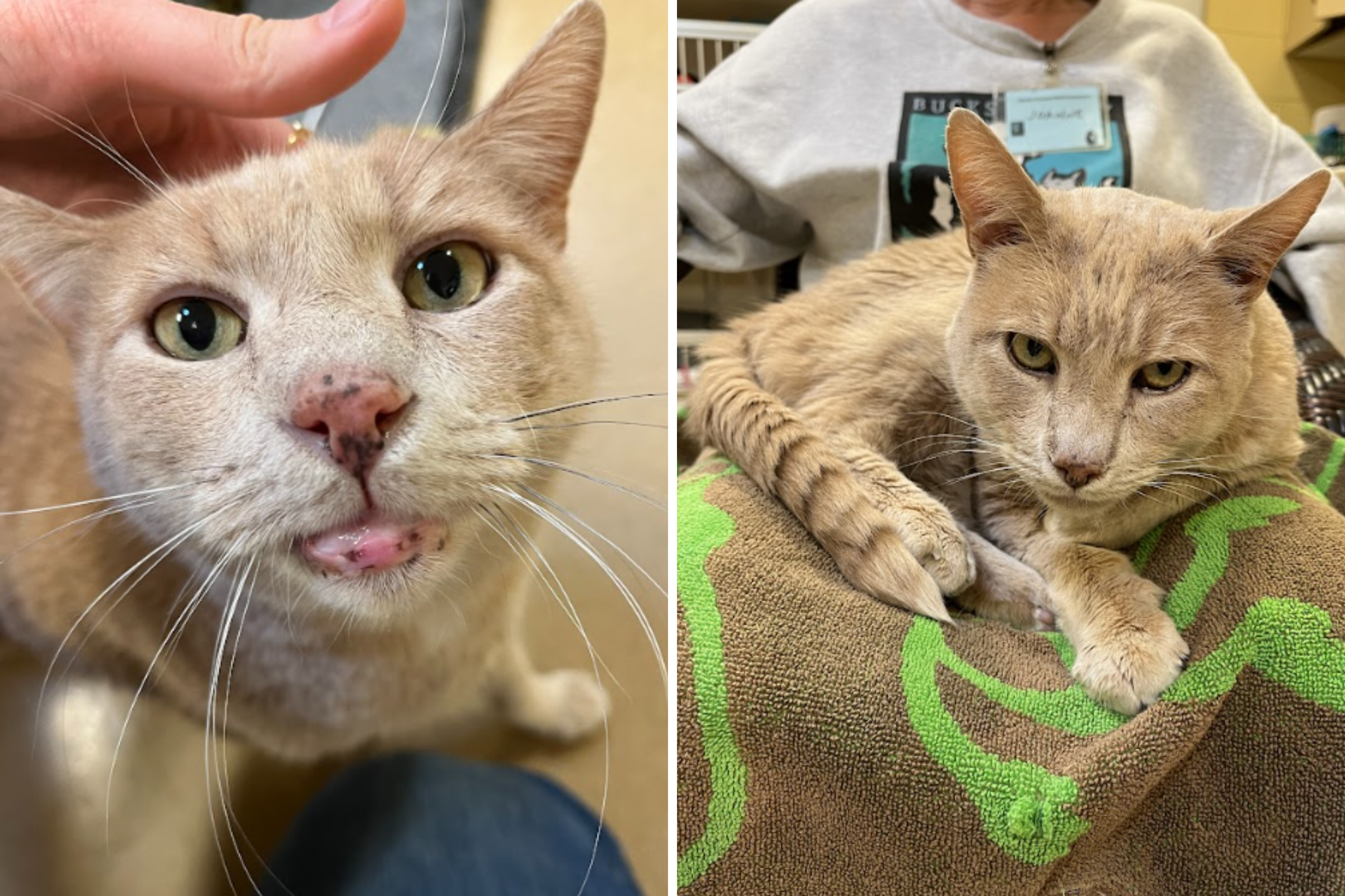 Cat Abandoned in Carrier Ends Up in Shelter—a Volunteer Changed Everything