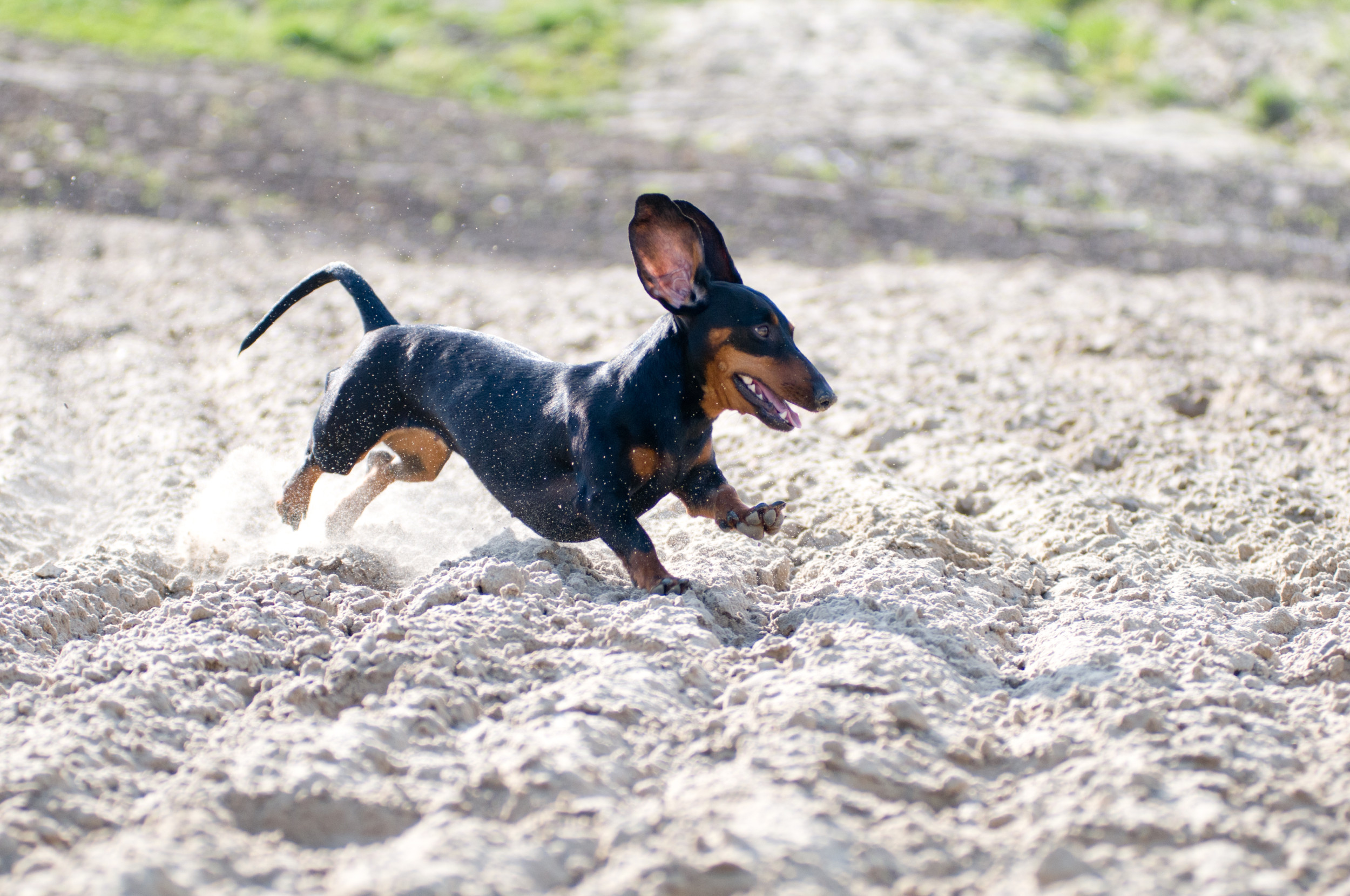 Owner Captures Moment Dachshund Developed His 'First Crush' at Beach