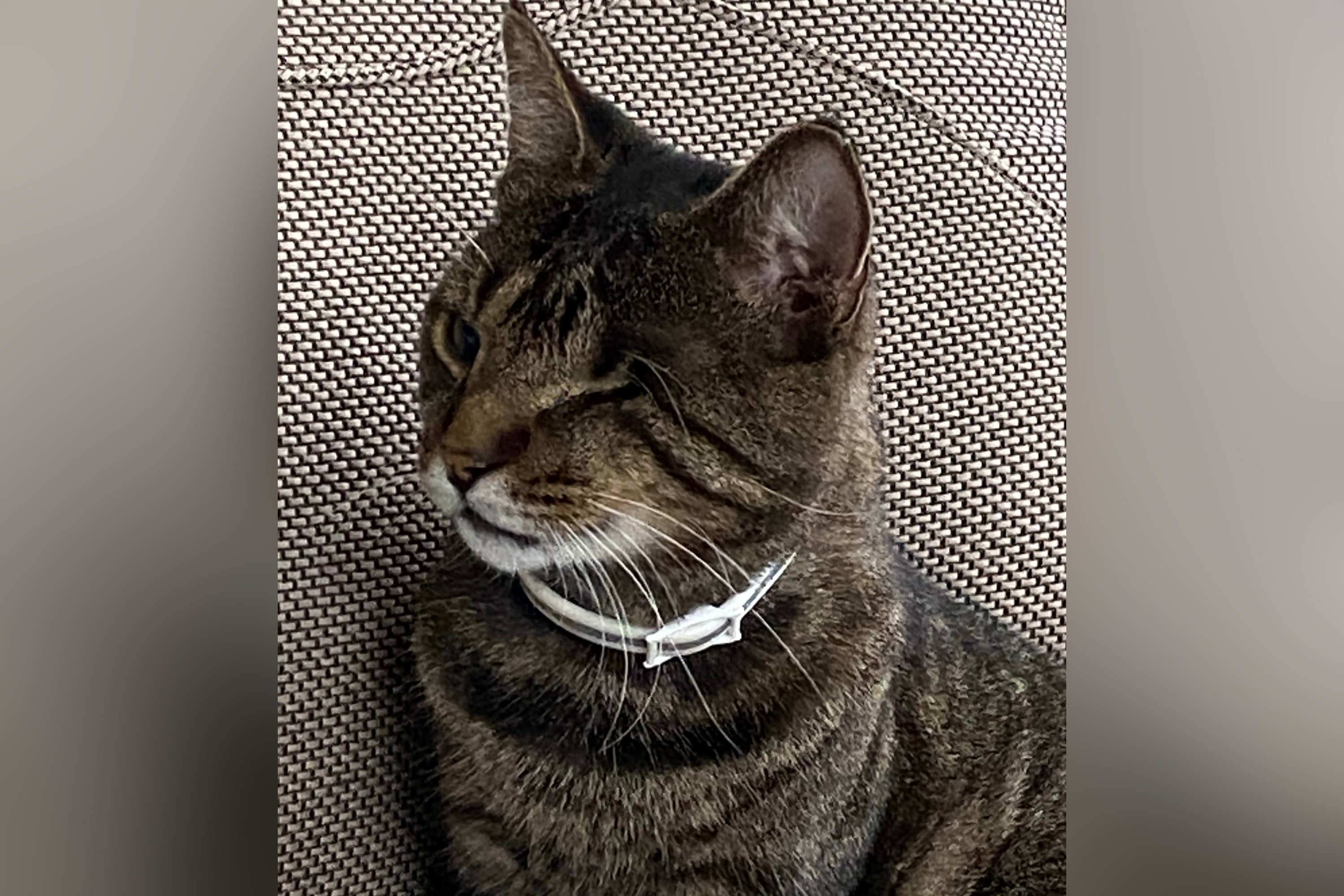 Woman Sees 14-Year-Old One-Eyed Cat at Crowded Shelter—'Couldn't Leave Her'