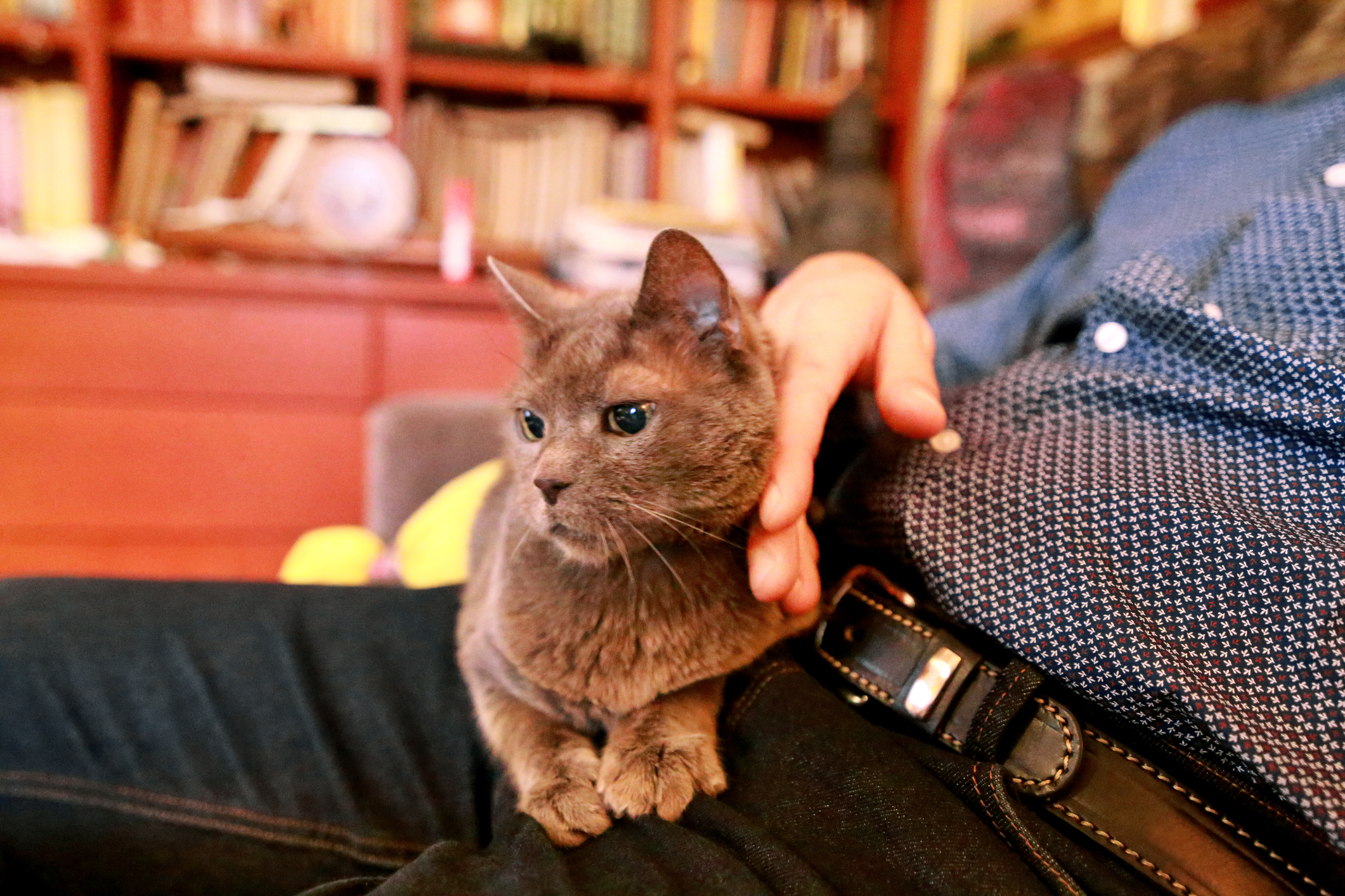 Cat Captured Being Being Overly Clingy With Owner, Real Reason Melts Hearts