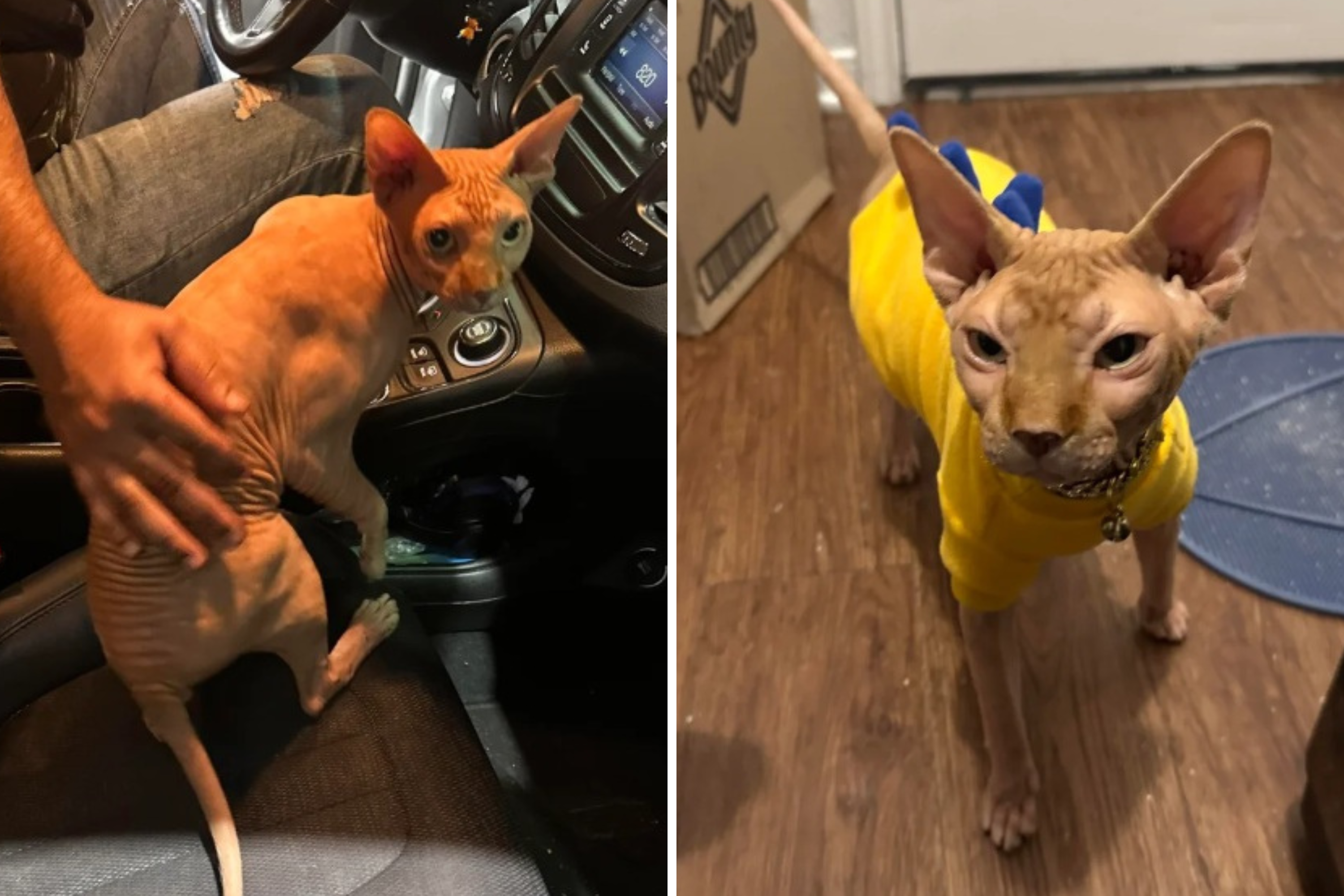 'Abandoned' Sphynx Cat Rescued From Gas Station Finds Loving Forever Home