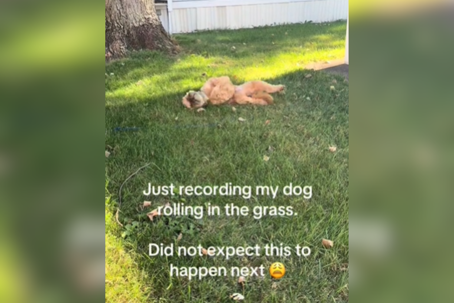 Woman Thinks She's Filming Cute Dog Video—Not Ready for What Happens Next