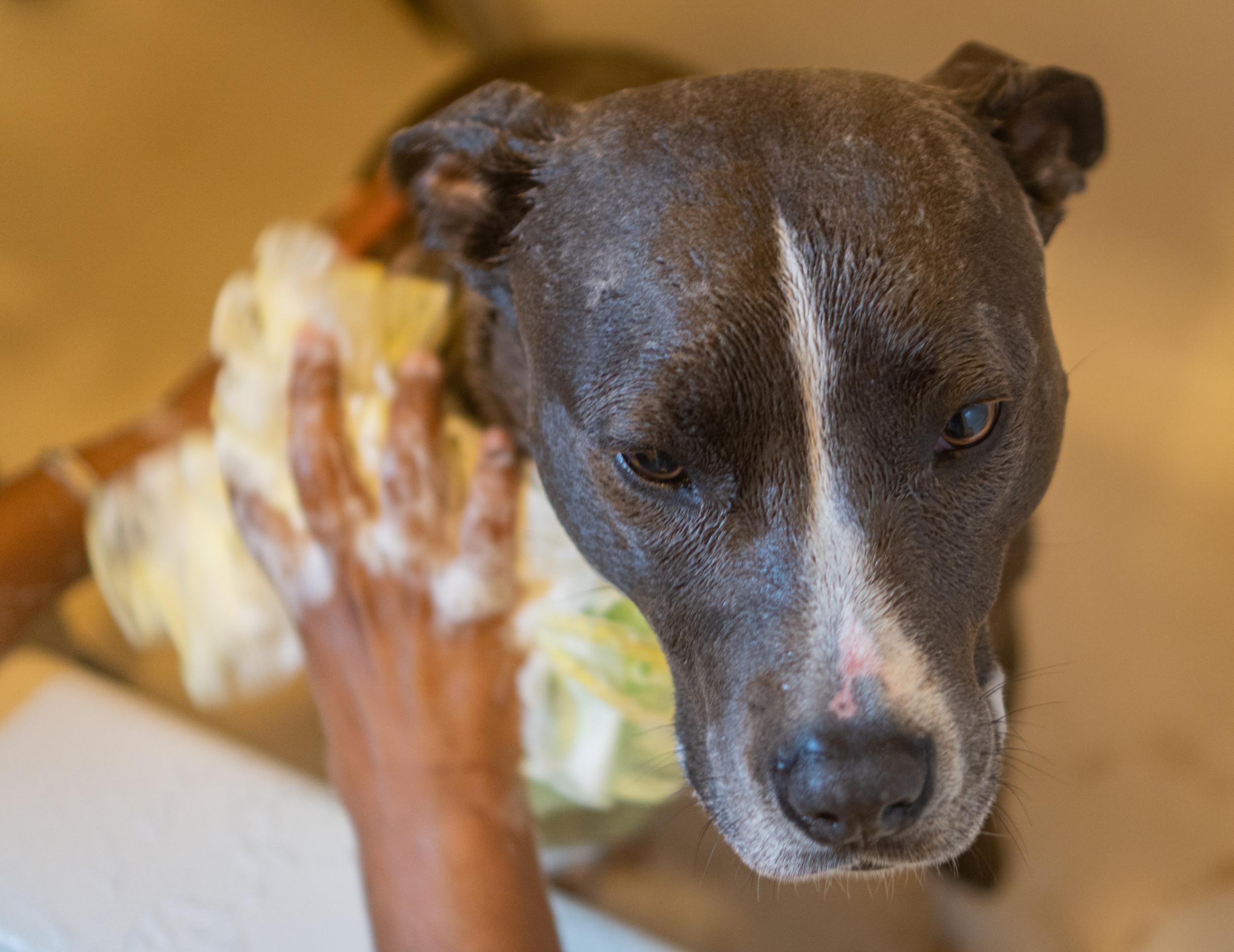 Dog With 'Diva Energy' Refuses to Bath Without 1 Thing, Internet Obsessed