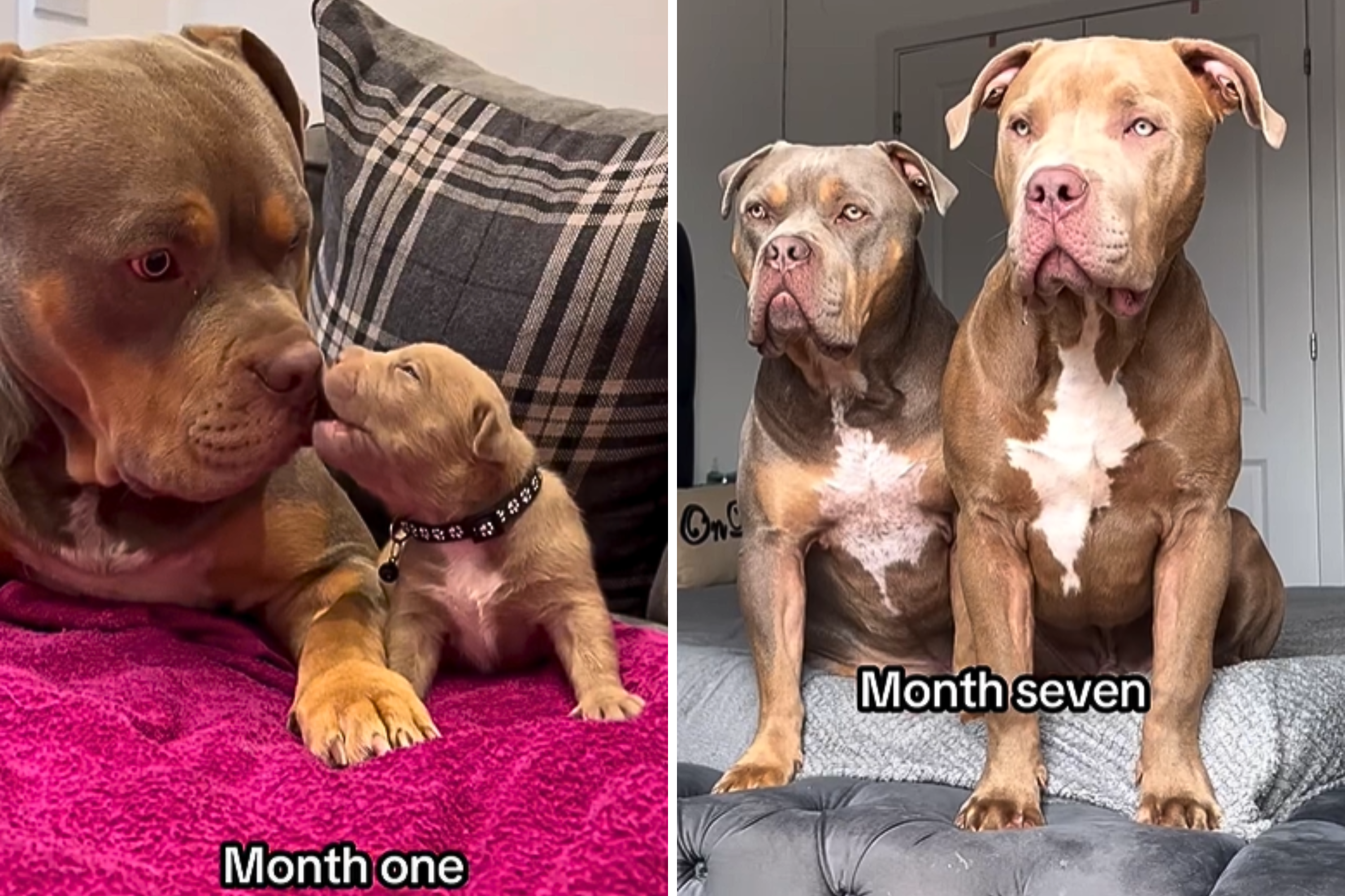 Hearts Melt at How XL Bully Raises His Son: '15 Months of Love'