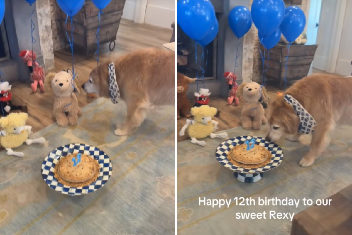 Rex