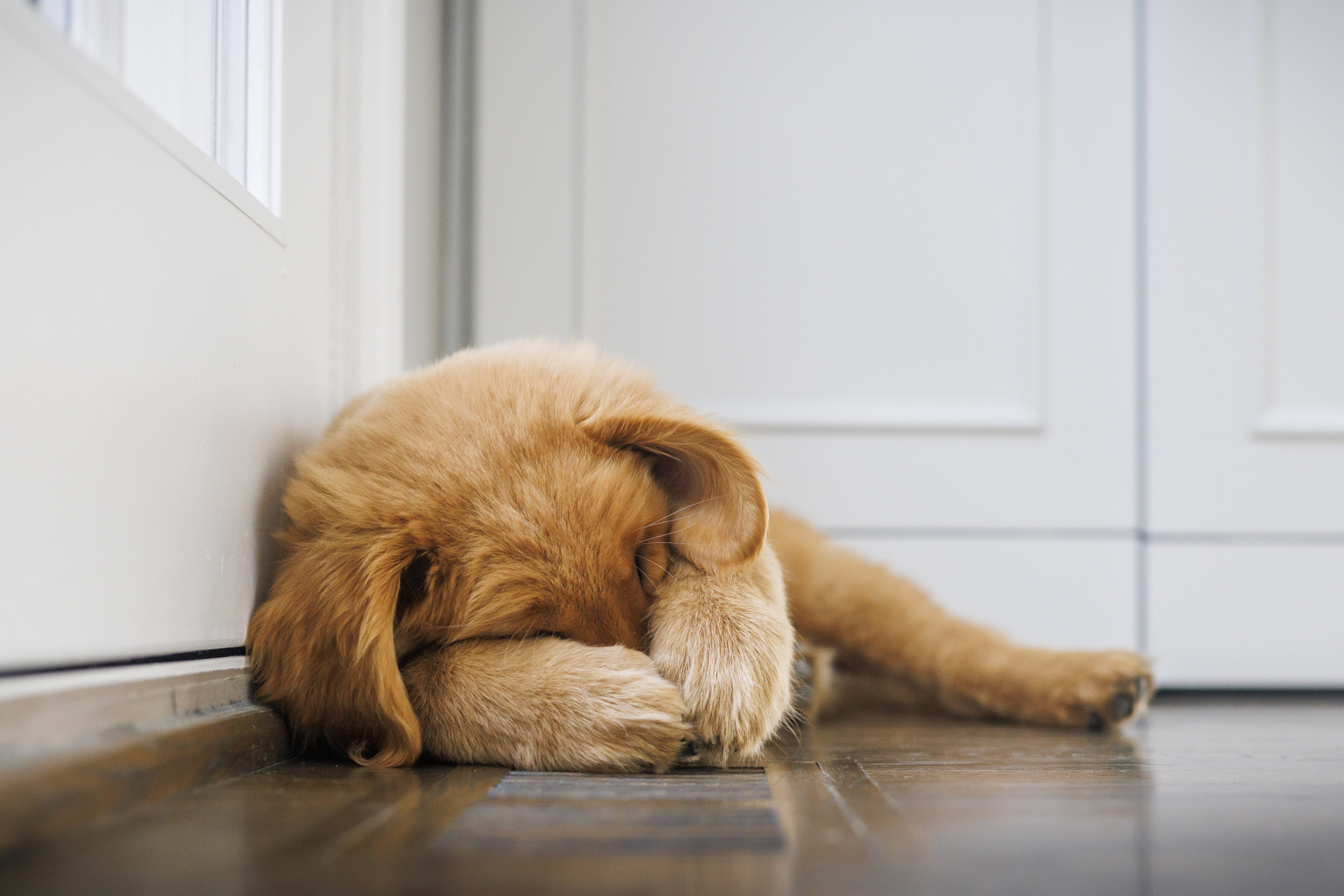 Golden Retriever Owner Shares Dog's 'Awkward Face', Then Realizes Not Alone