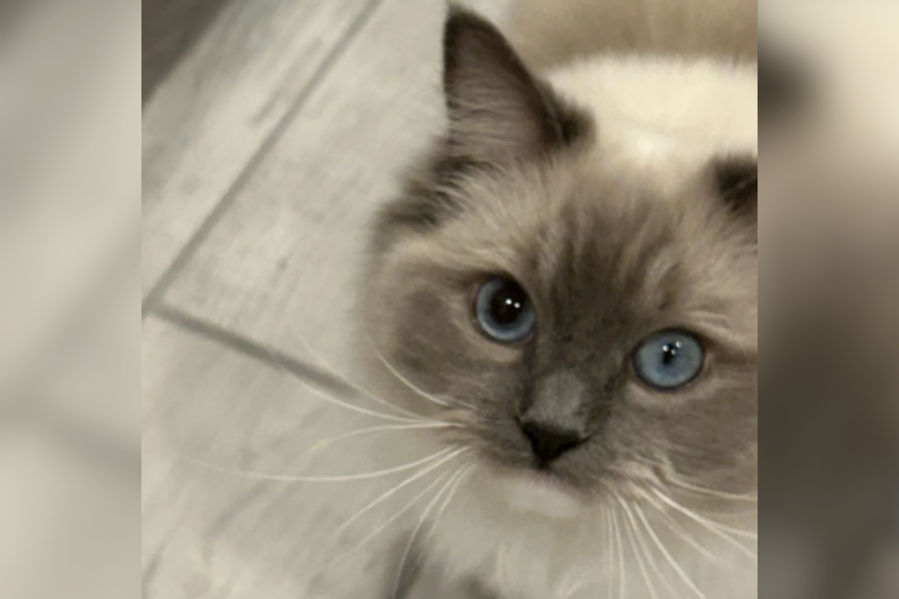Owner Spots Something Off in Cat's Eye—Vet Rushes Them to Emergency