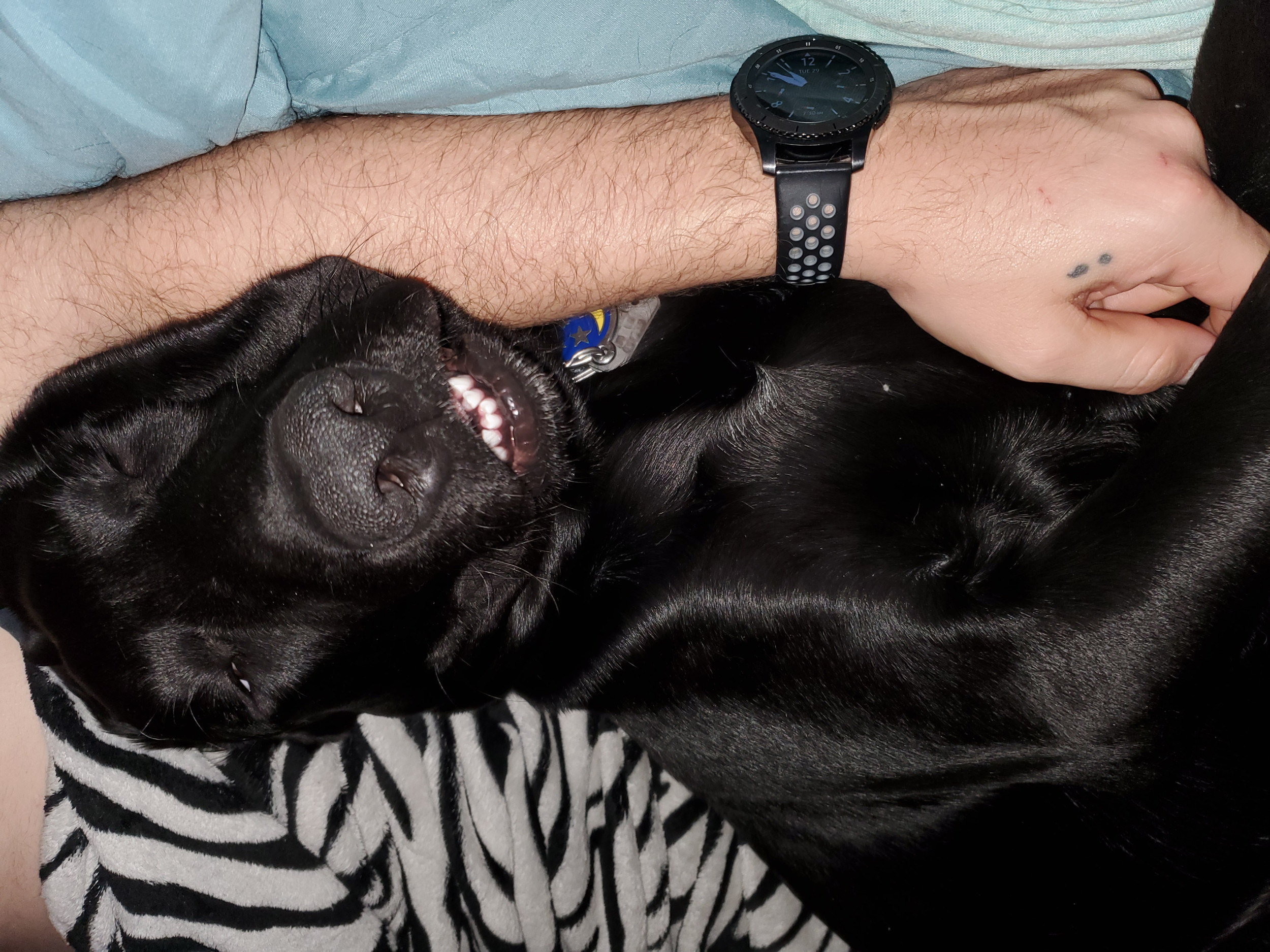 Labrador Pretends To Be 'Patient' for Student Nurse—Internet in Hysterics