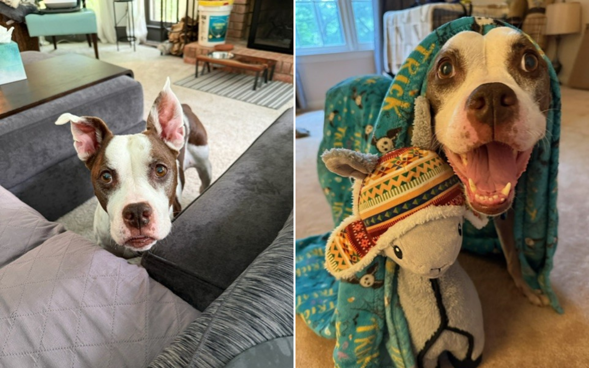 Agnes Senior Rescue Dog.
