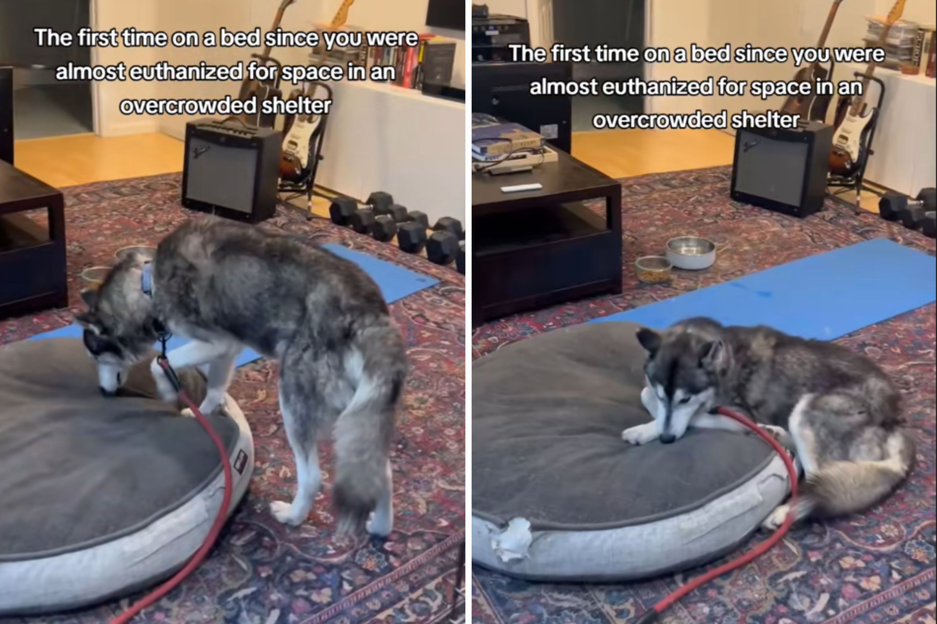 Husky Saved From Euthanasia Realizes What a Bed Feels Like: Youre Safe