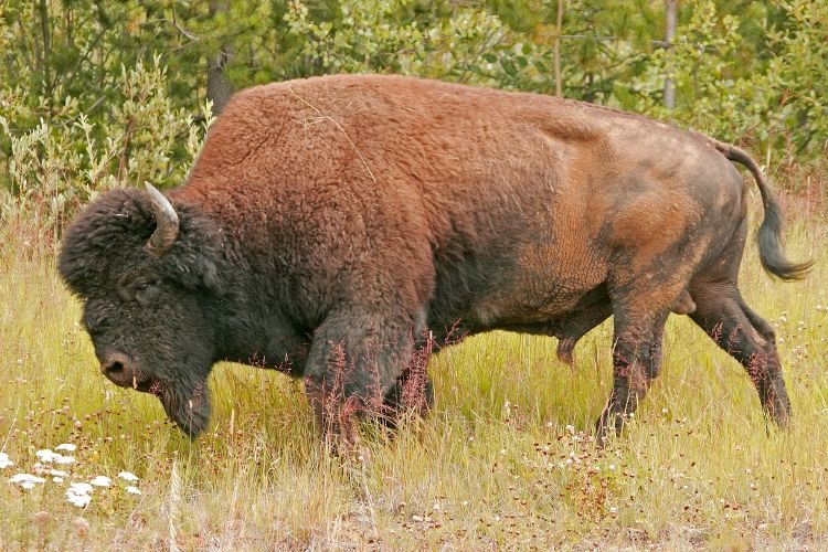 wood-bison