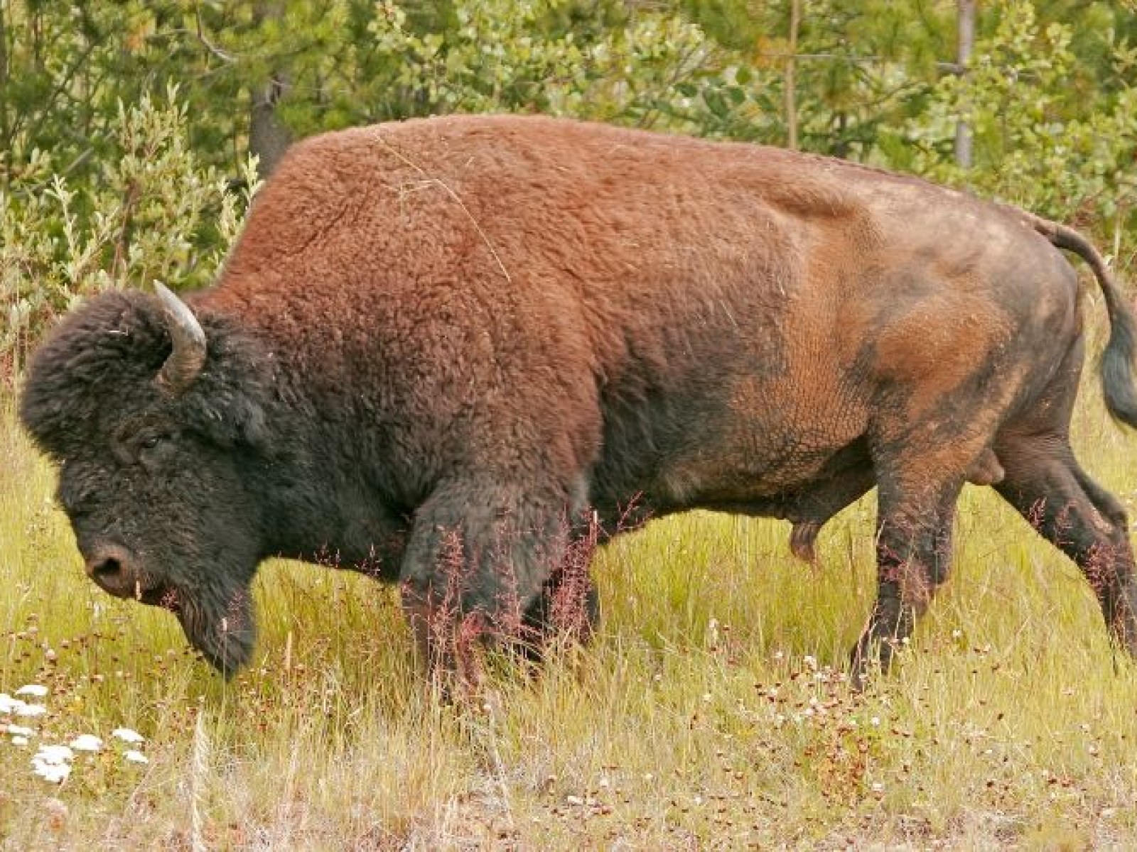Wood Bison, North America's Largest Animal, to Be Reintroduced Into Alaska