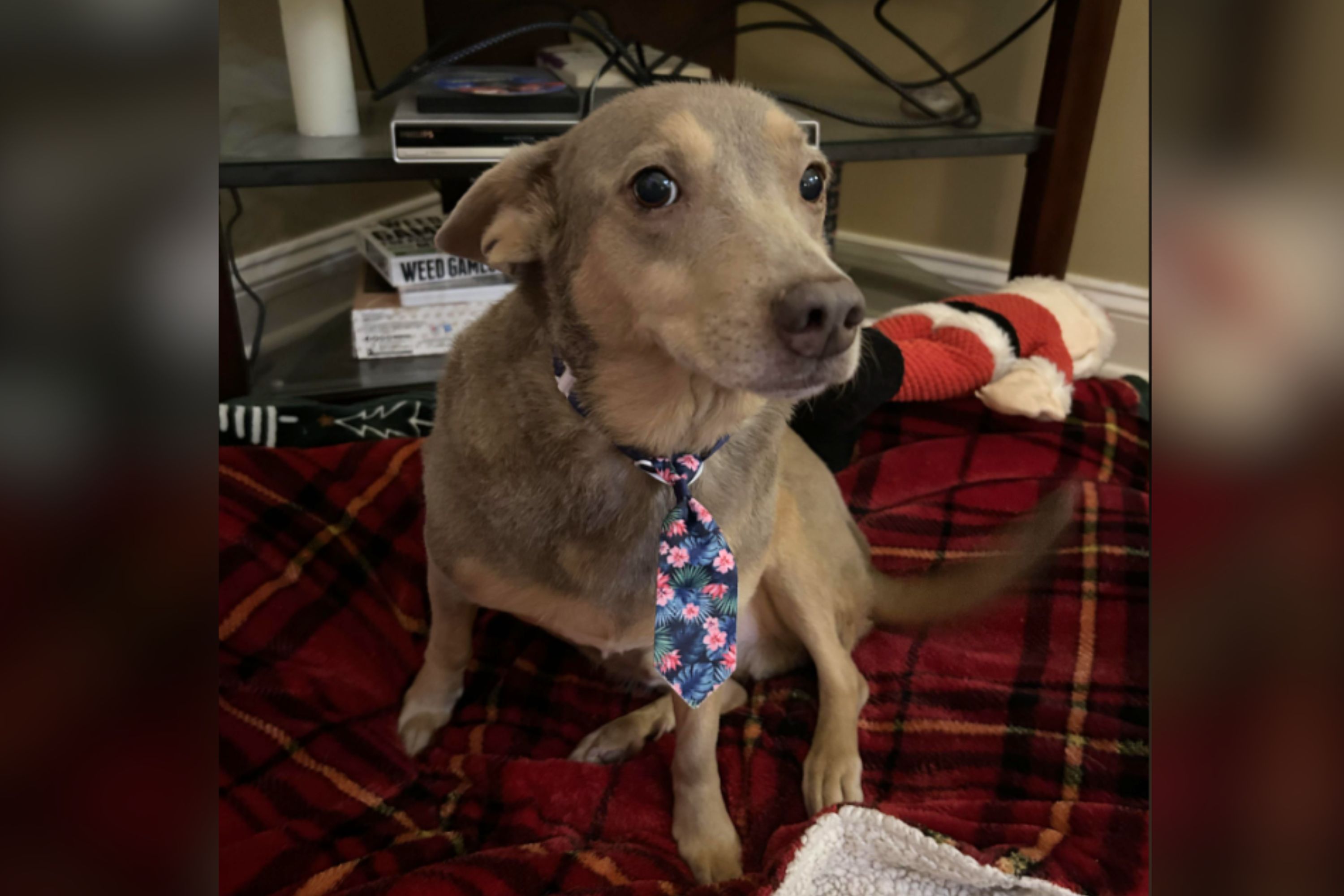 Owner Takes Dog to Be Groomed, Unprepared to Receive & 039;Salesman& 039; Back