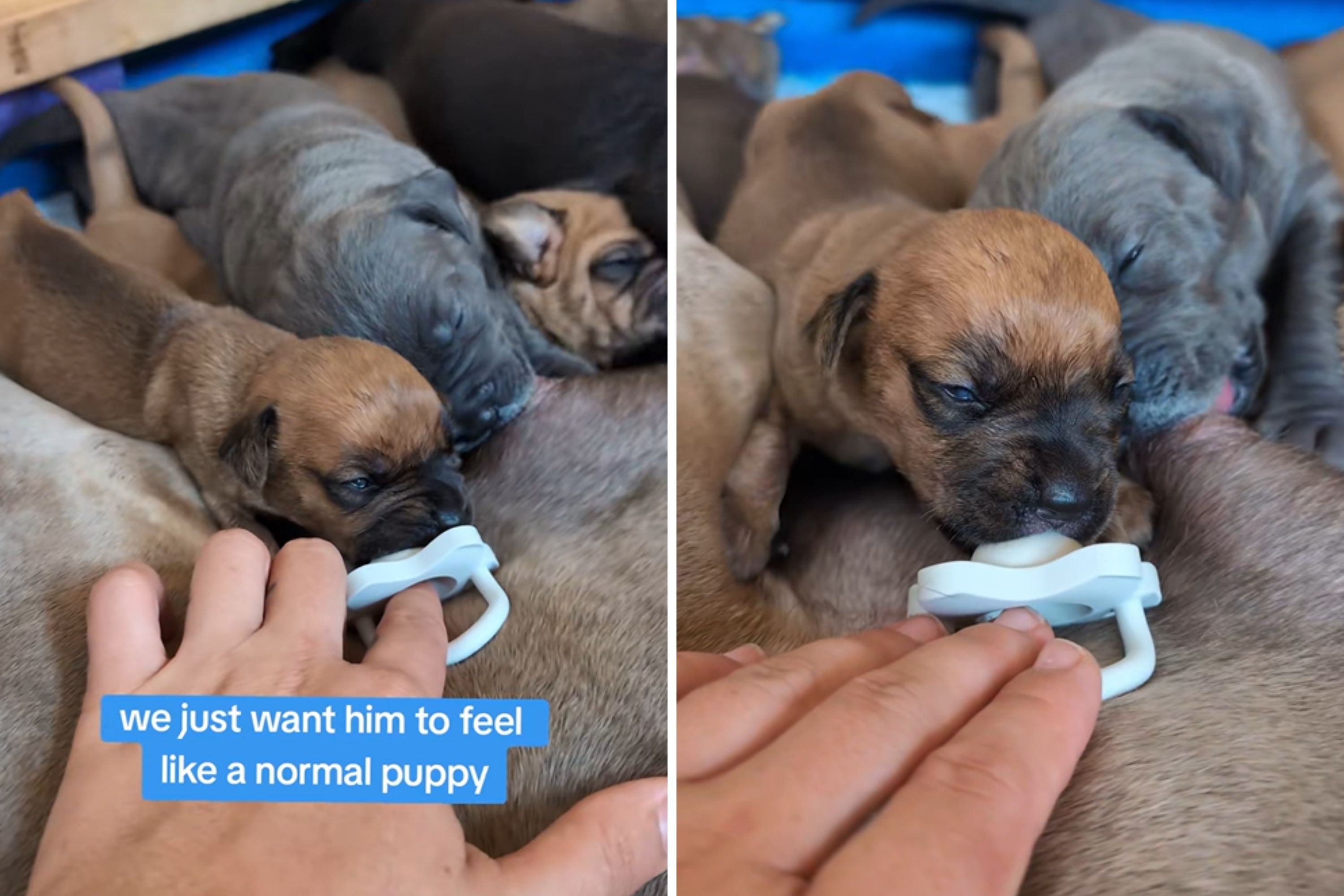 What Owner Does To Make Cleft Palate Puppy Feel 'Normal' Melts Hearts