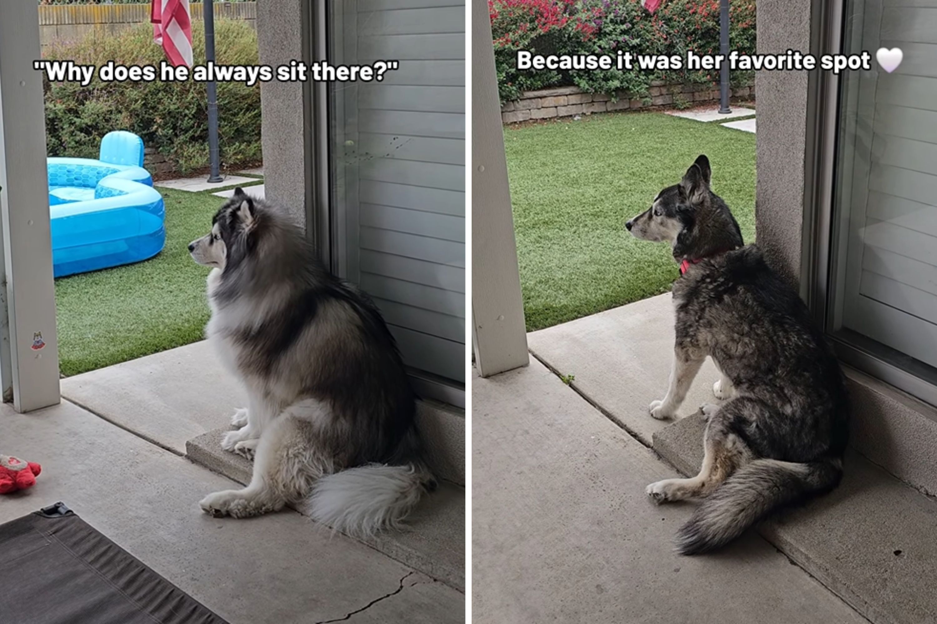 Owners Notice Dog Keeps Sitting in Same Spot—Then Uncover Touching Reason