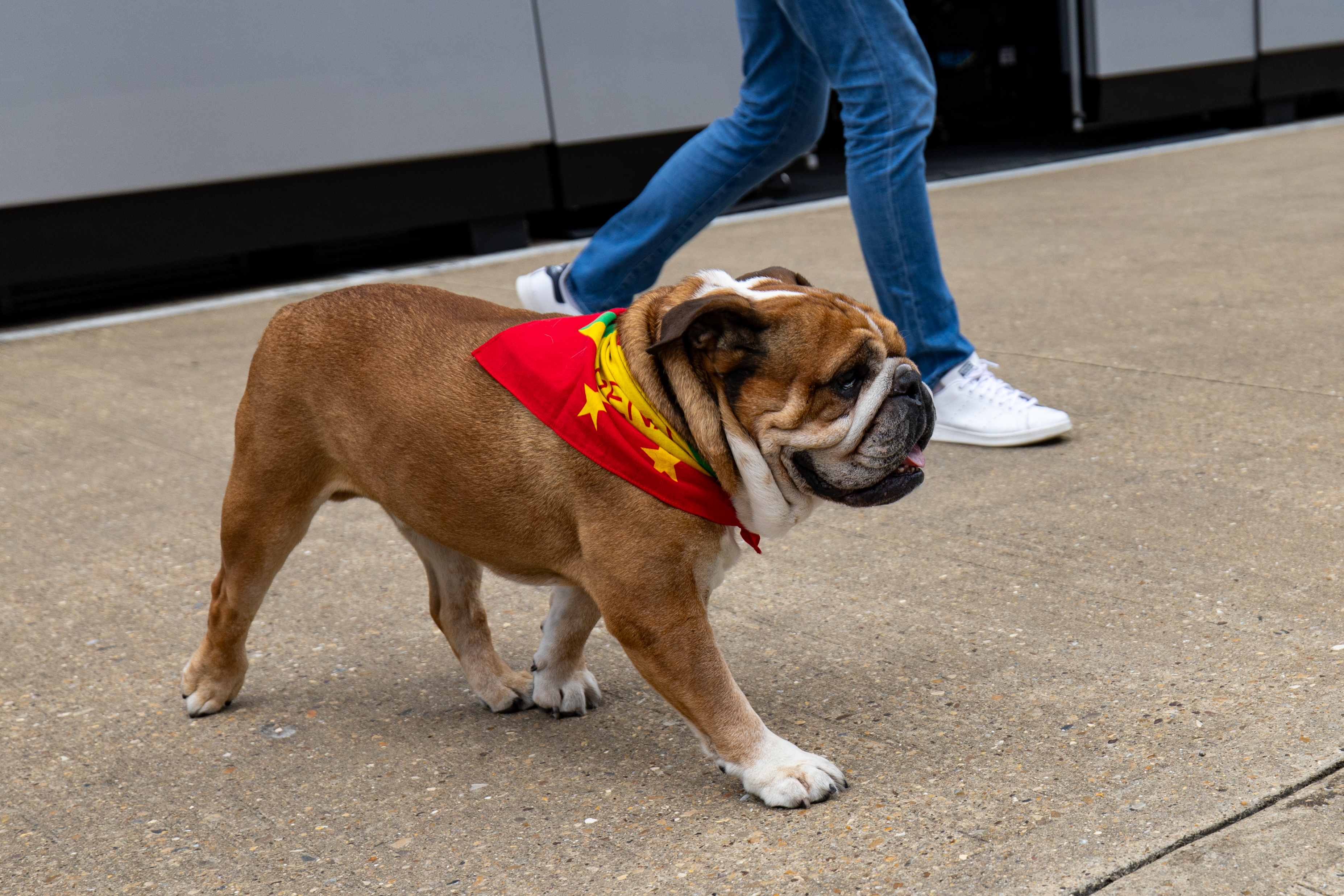 Fans Rally Around Lewis Hamilton as F1 Driver Mourns Loss of His Dog, Roscoe